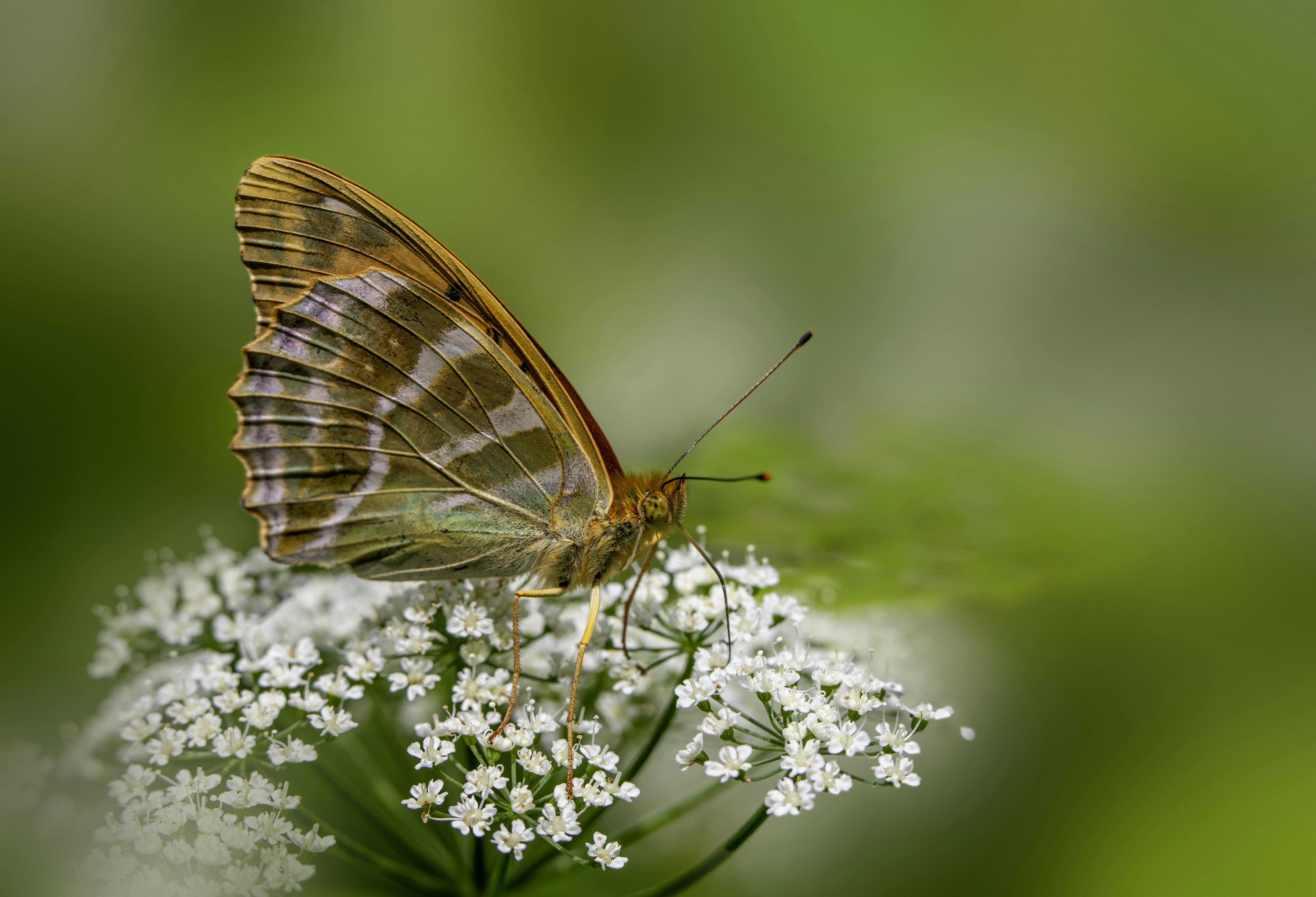 Photo by erik_karits