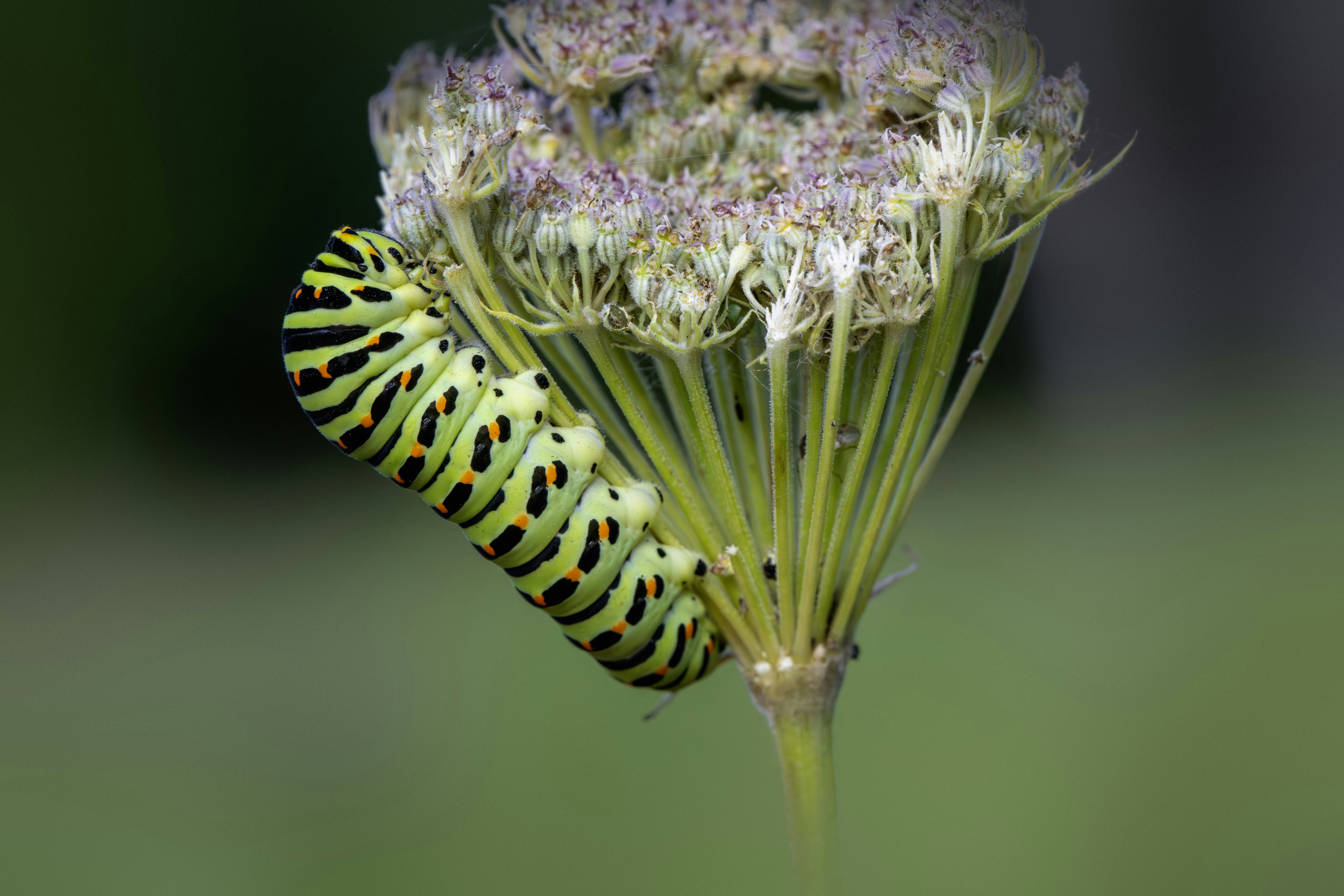 Photo by erik_karits