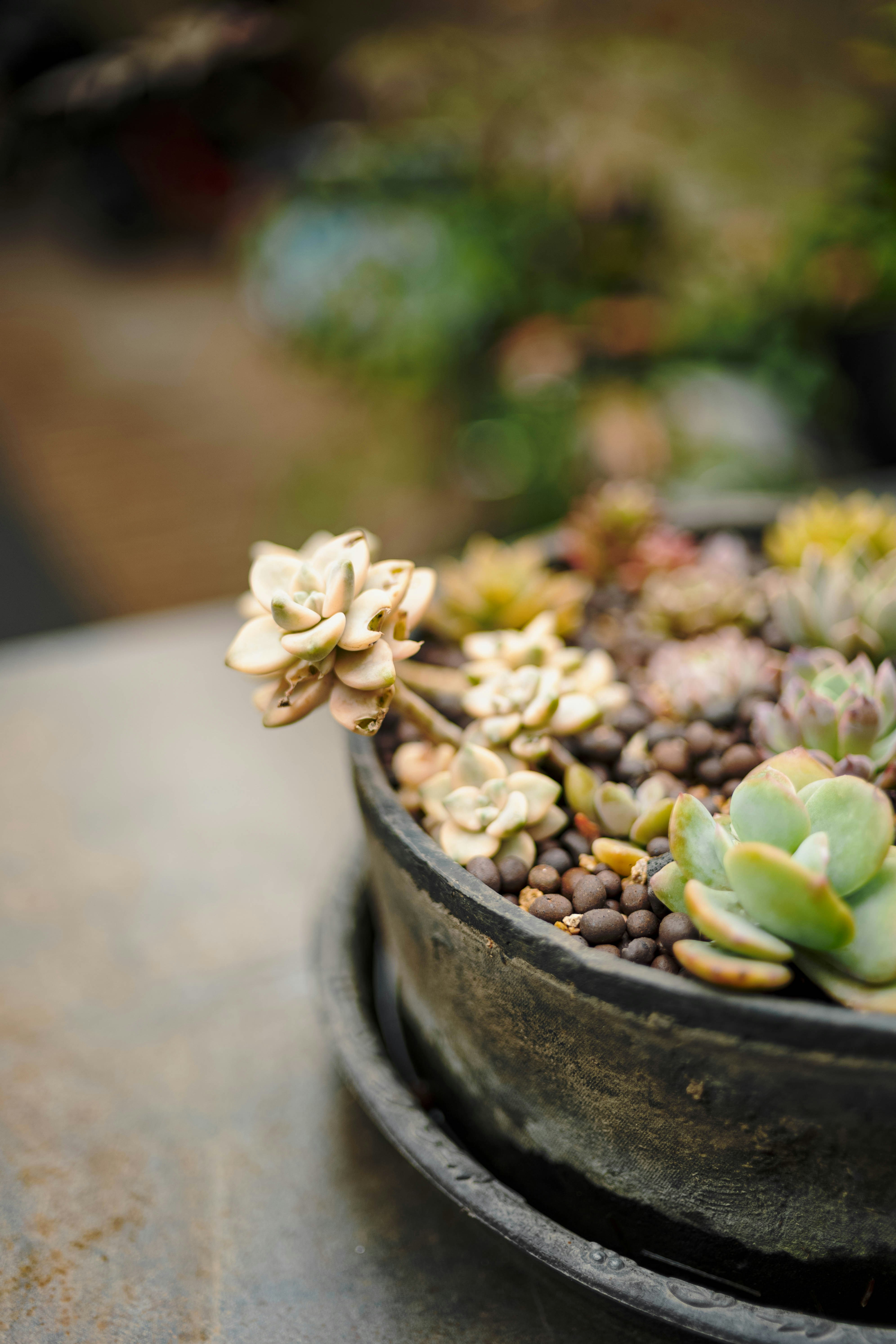 Las suculentas florecen en una maceta oscura. foto – Imagen de Víveres  gratuita en Unsplash, image size:3000x4500