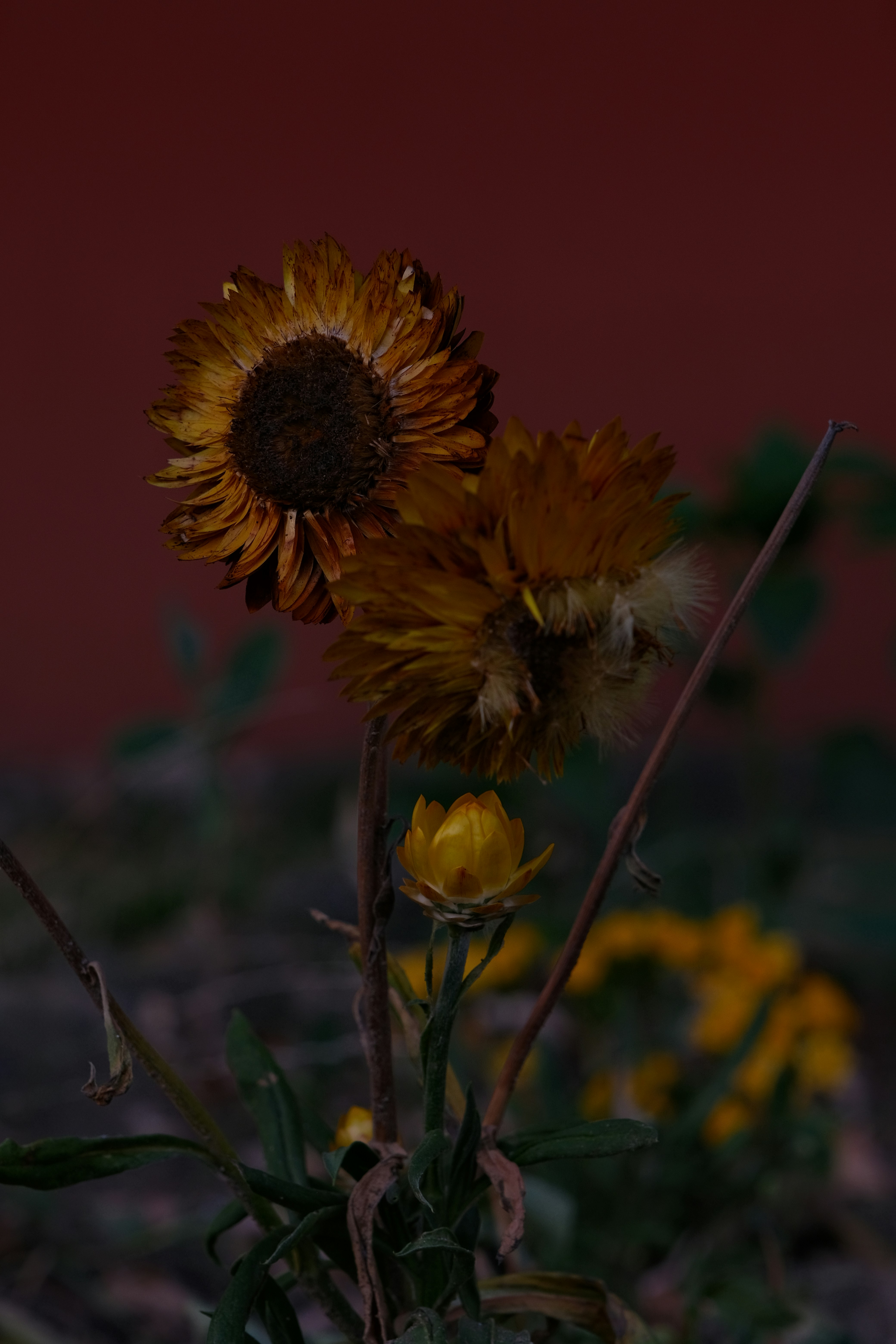Fleurs séchées contre un mur rouge.