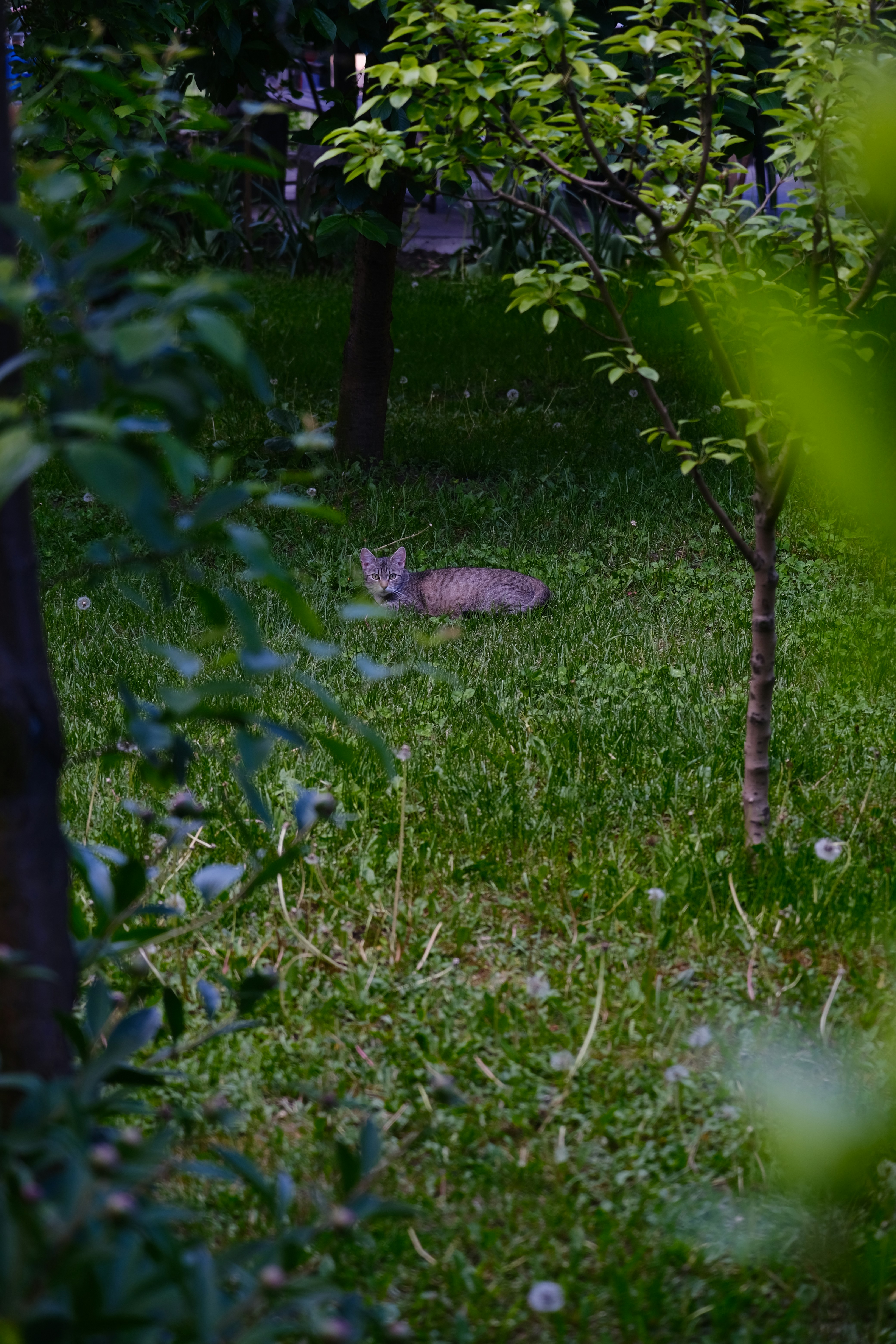 Photo by amadeusmoga