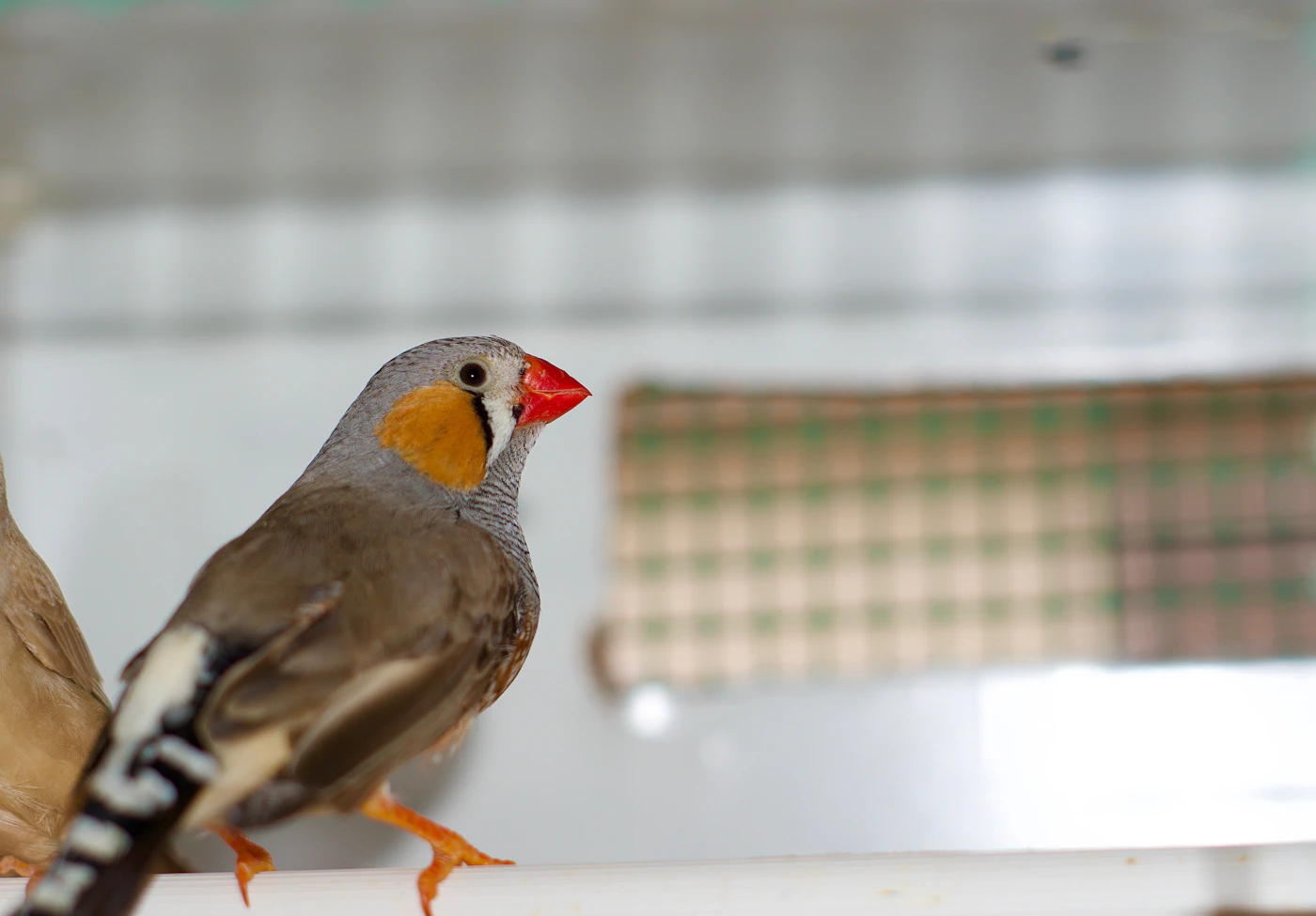 Diamante mandarín posado con su plumaje característico