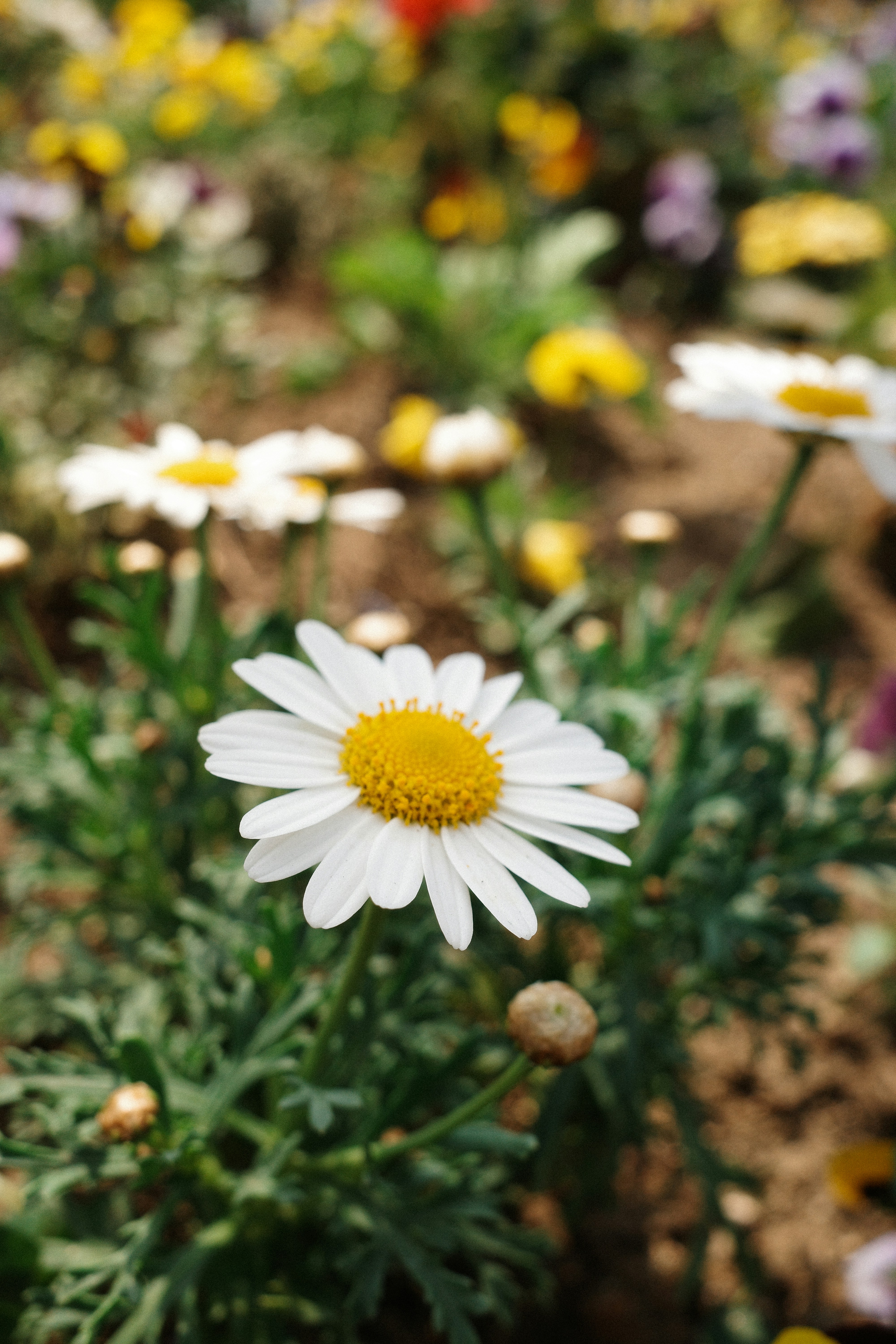 Photo by chanchaikee