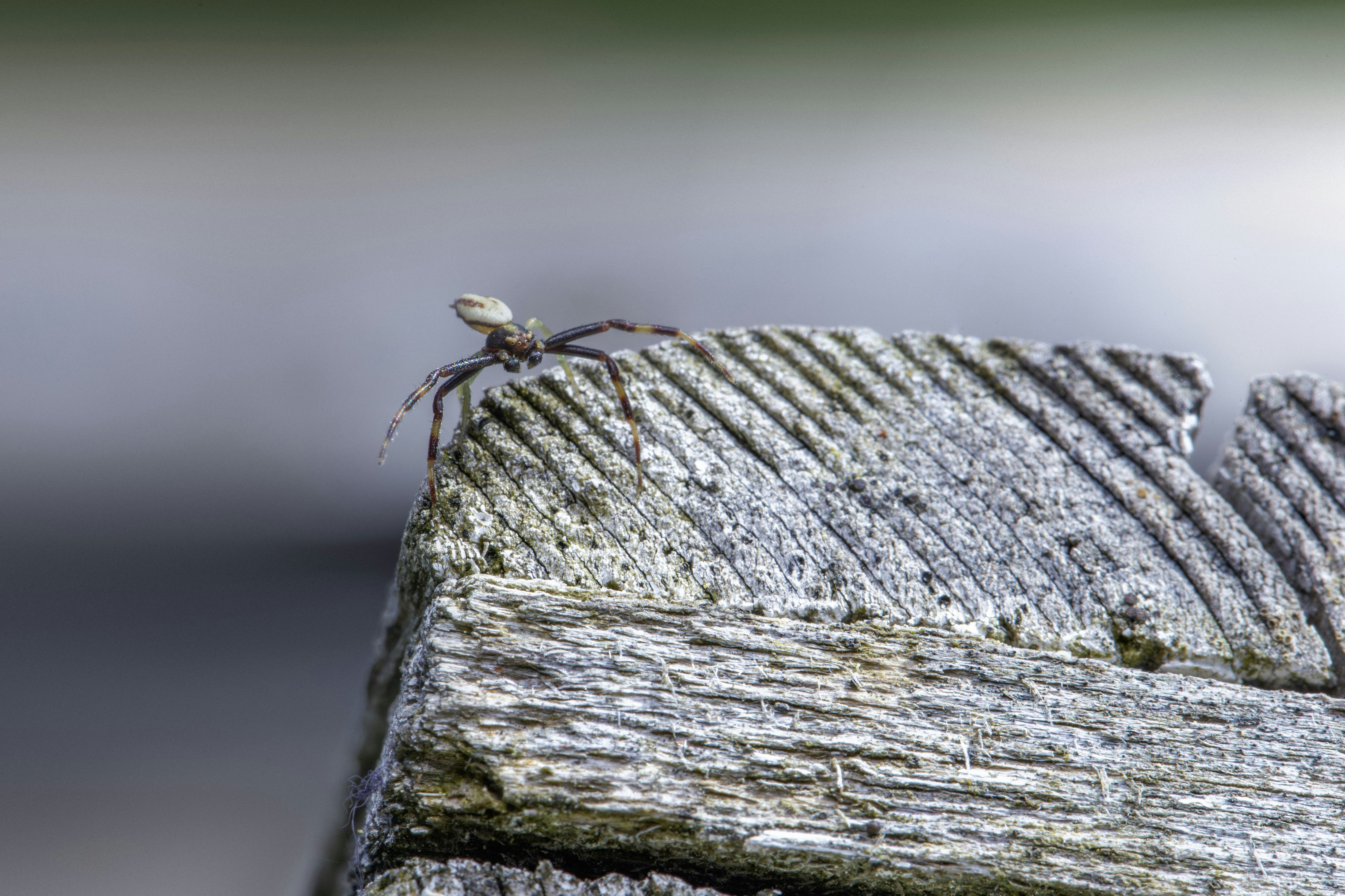 Photo by erik_karits