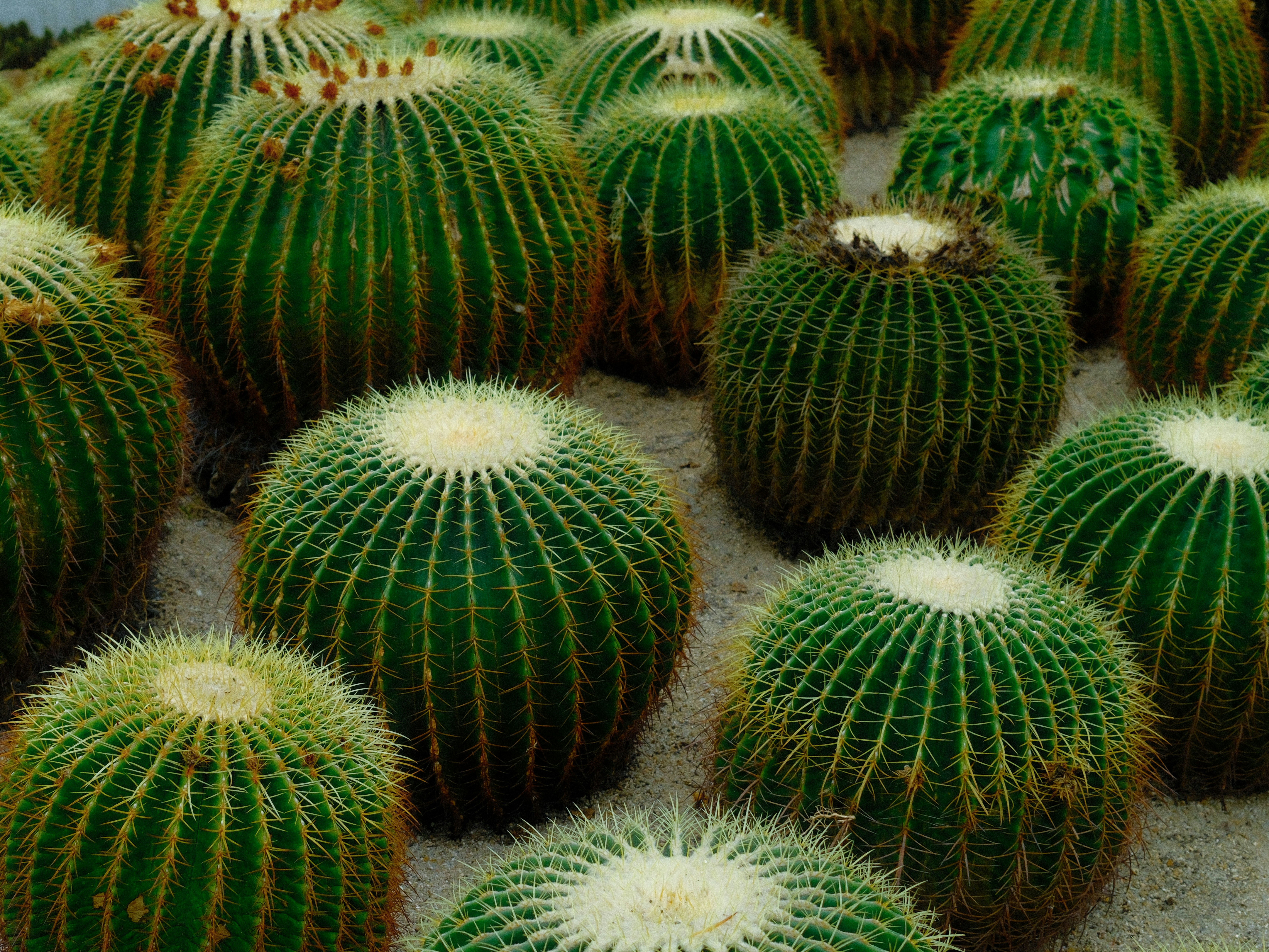 養寵物前必看！99%主人都忽略的致命錯誤！