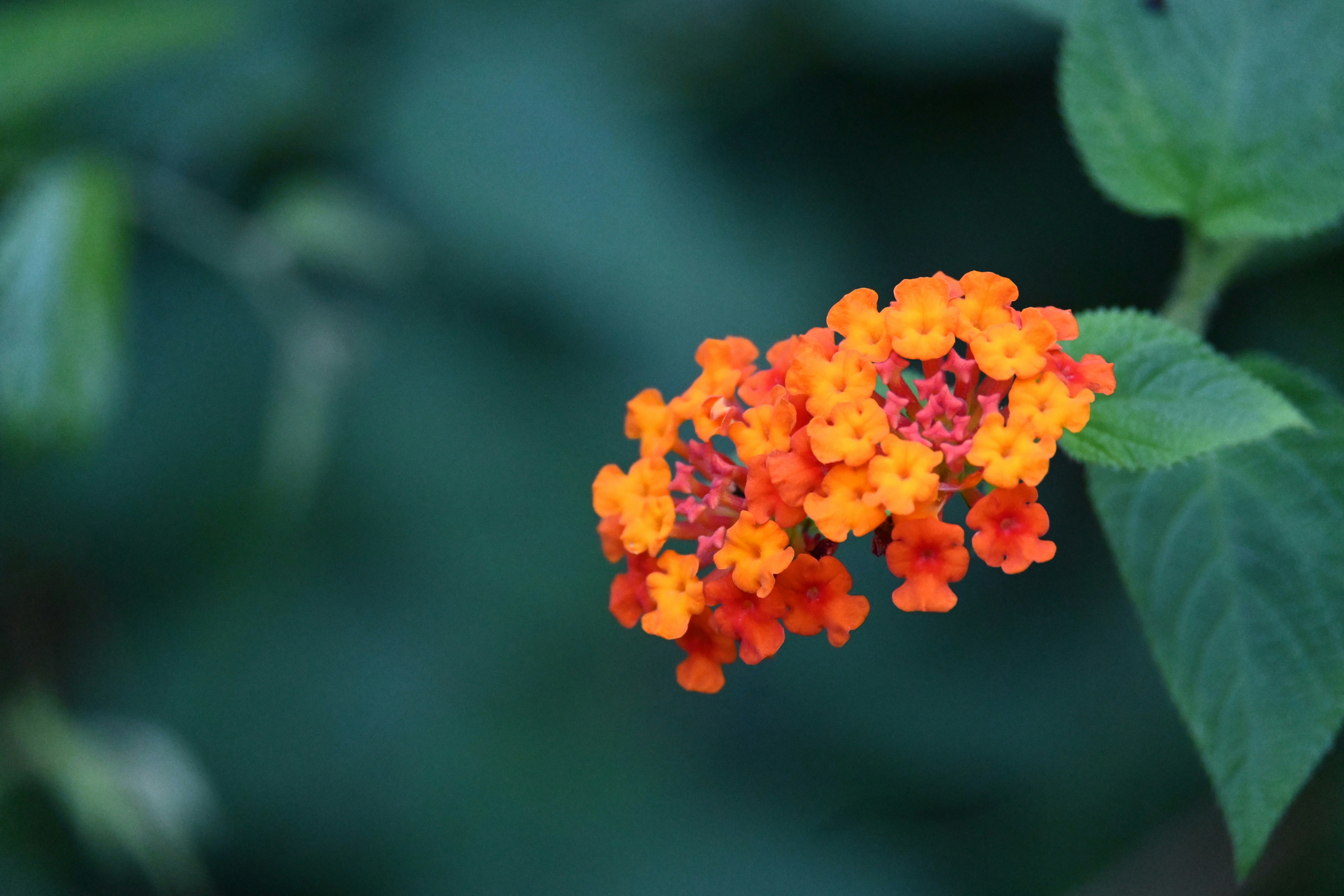 Photo by praswinprakashan