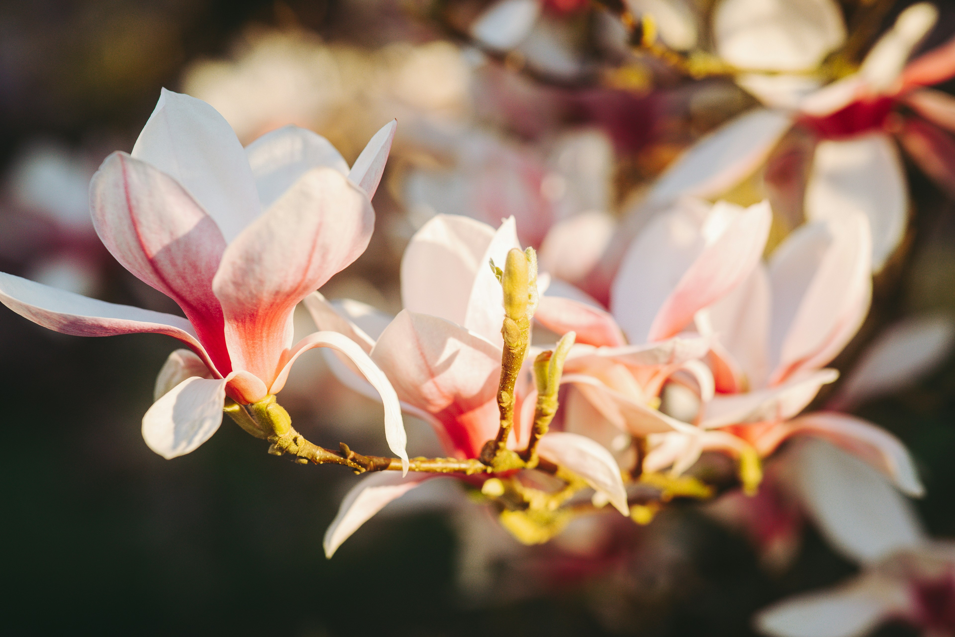 Delicate pink magnolia blossoms in sunlight.