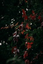 Autumn leaves on a dark green background.