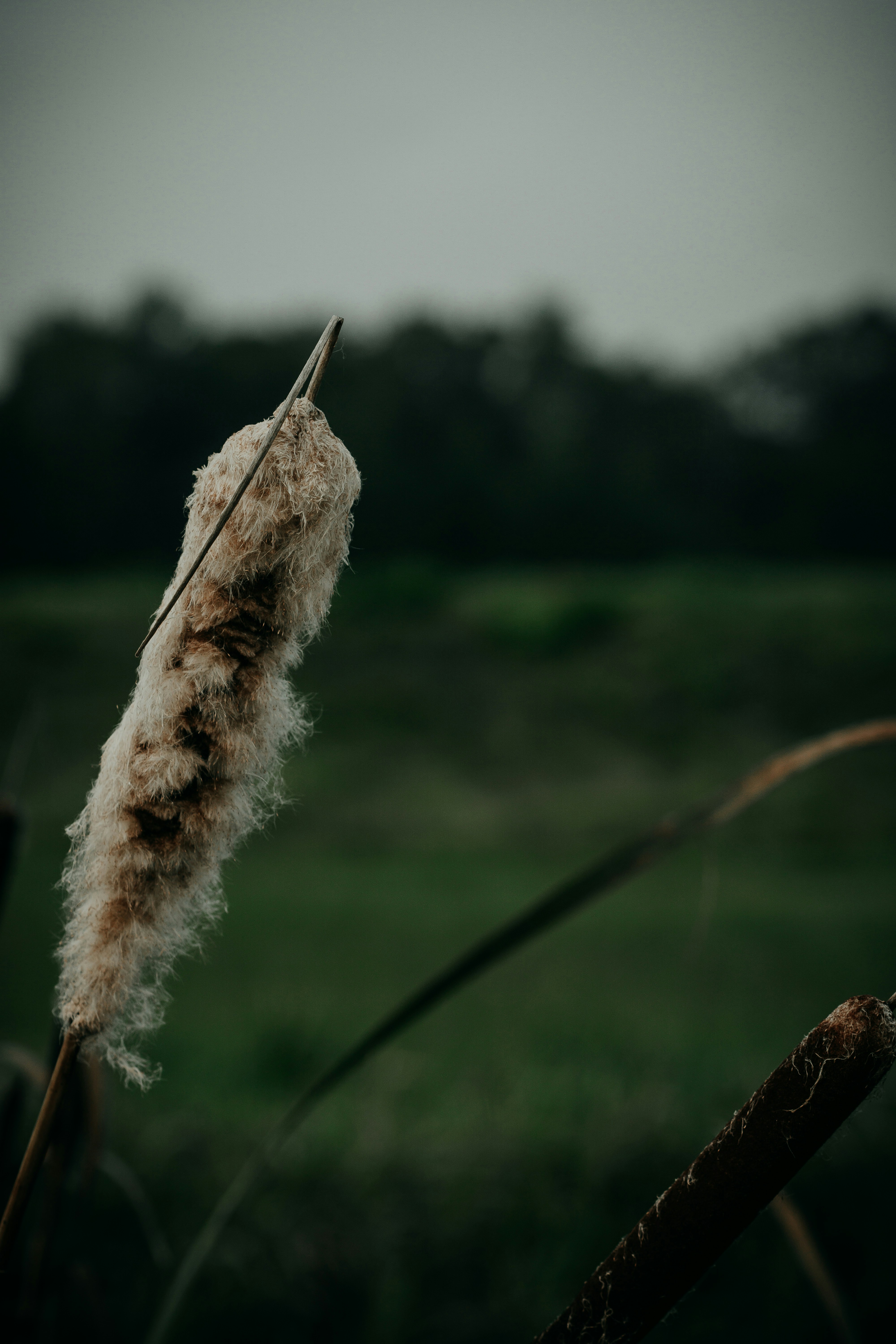 A fluffy cattail stands against a blurred background.