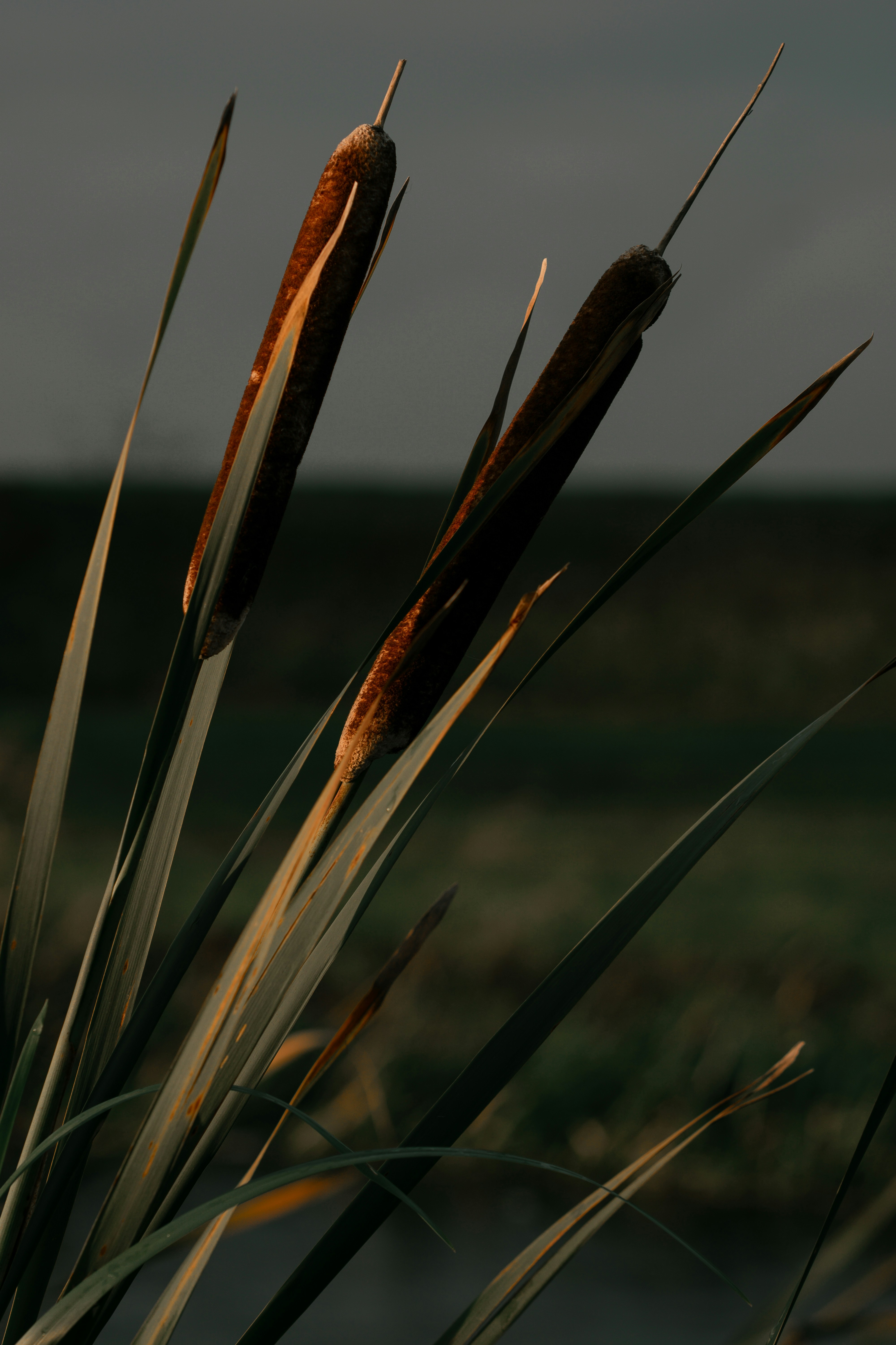 Cattails stand tall in a nature scene.