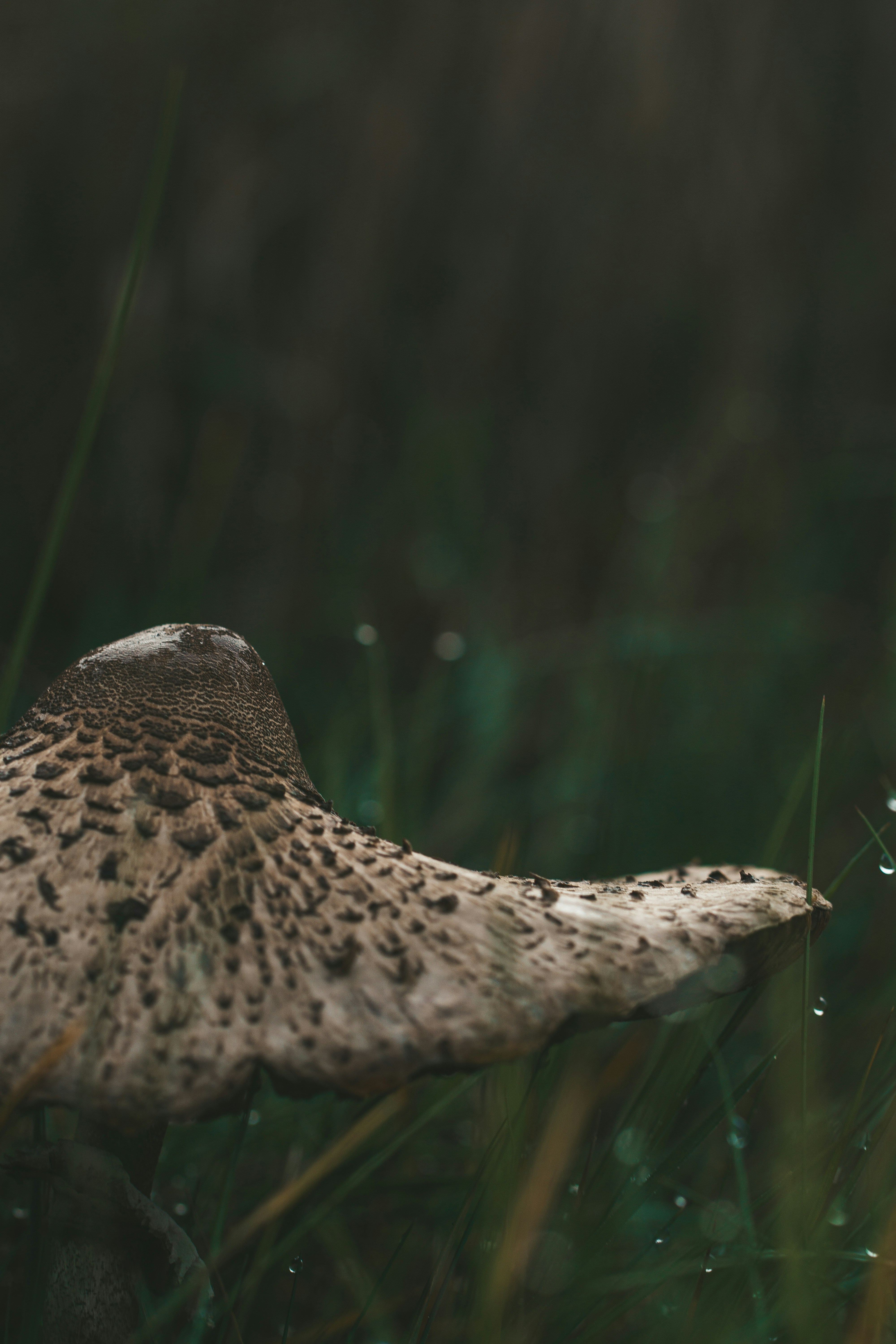 A mushroom sits in wet grass.