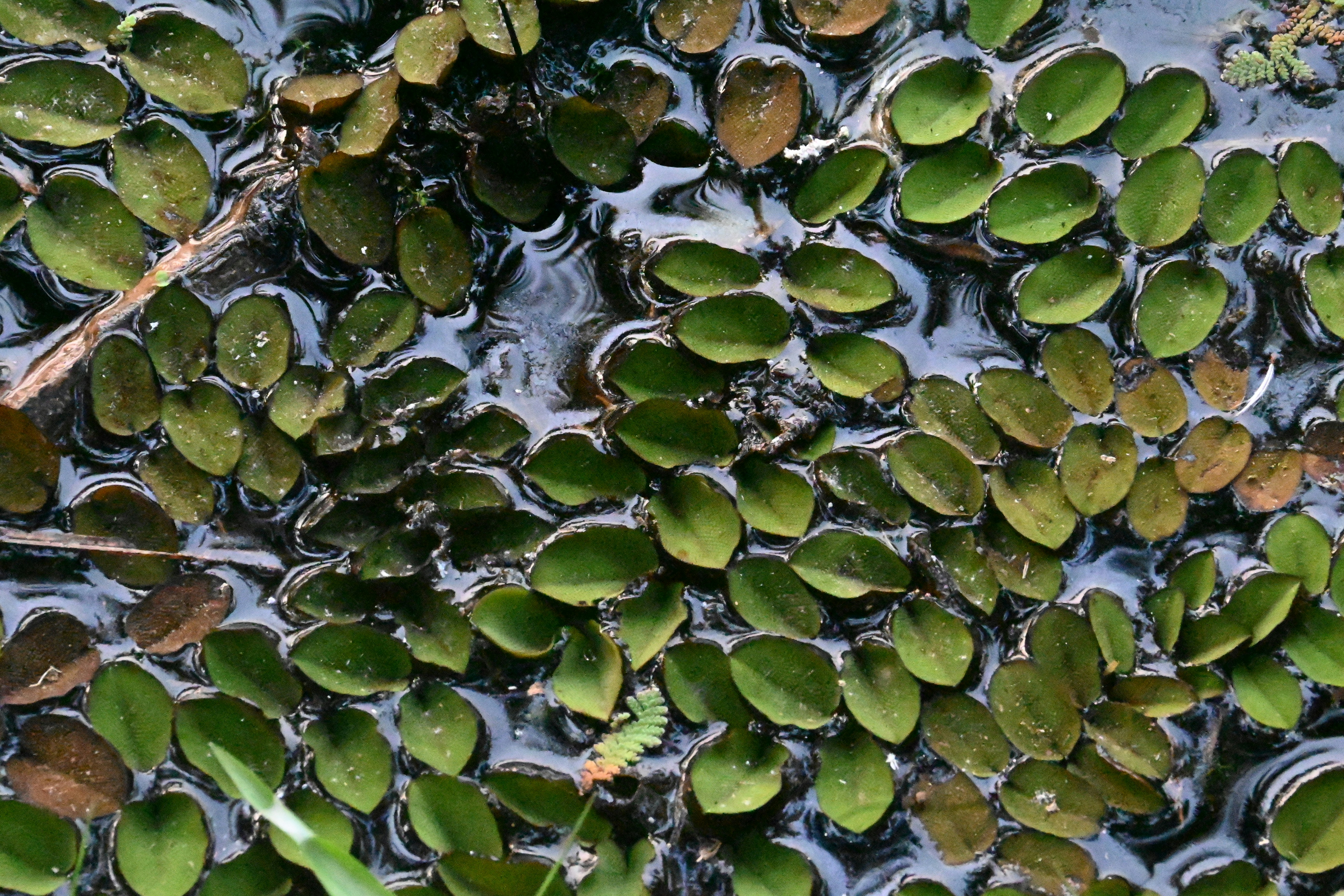 Photo by praswinprakashan