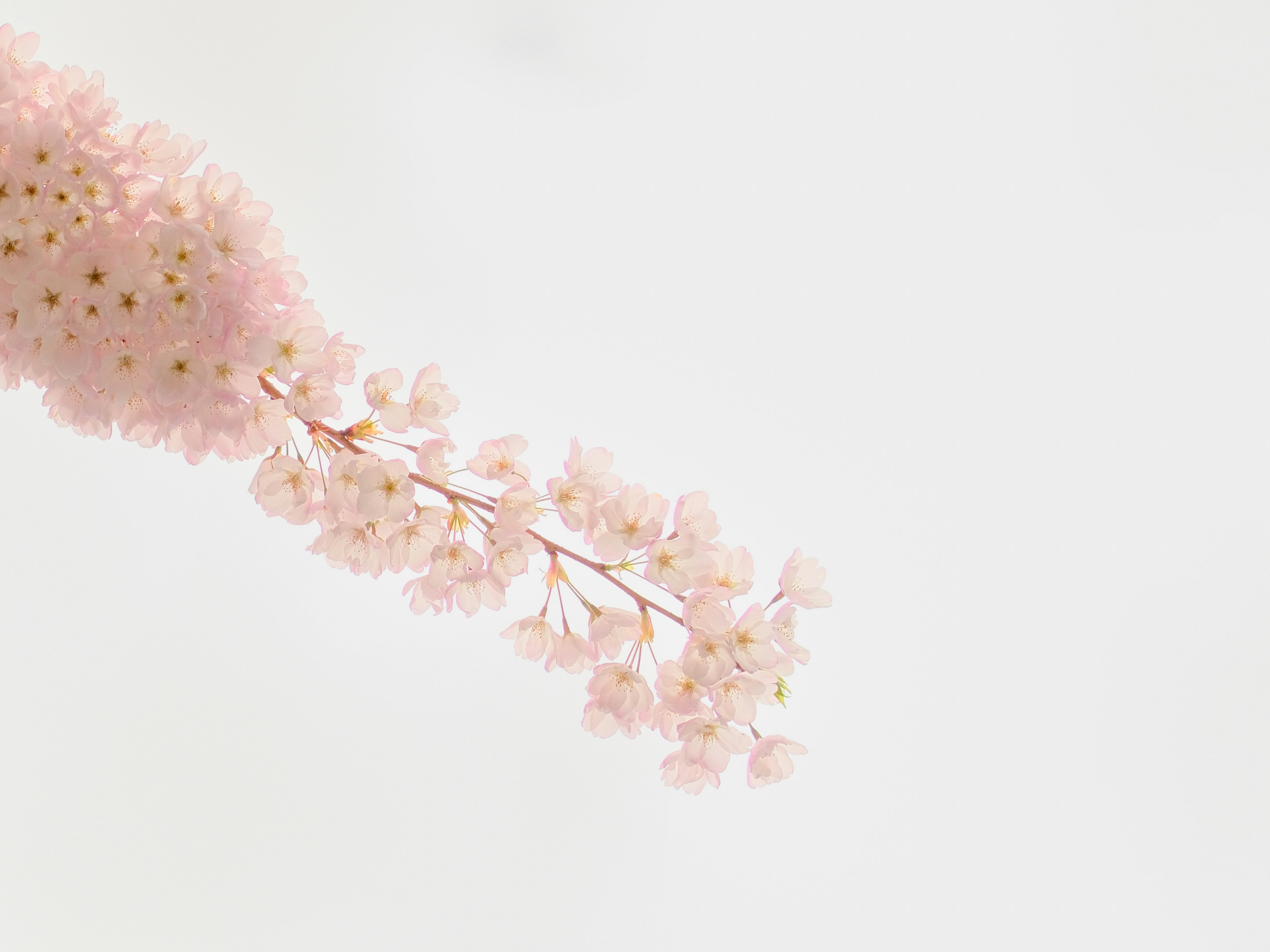 pastel spring rain, wallpaper, Spring Showers Outfits: Stay Stylish & Dry 2