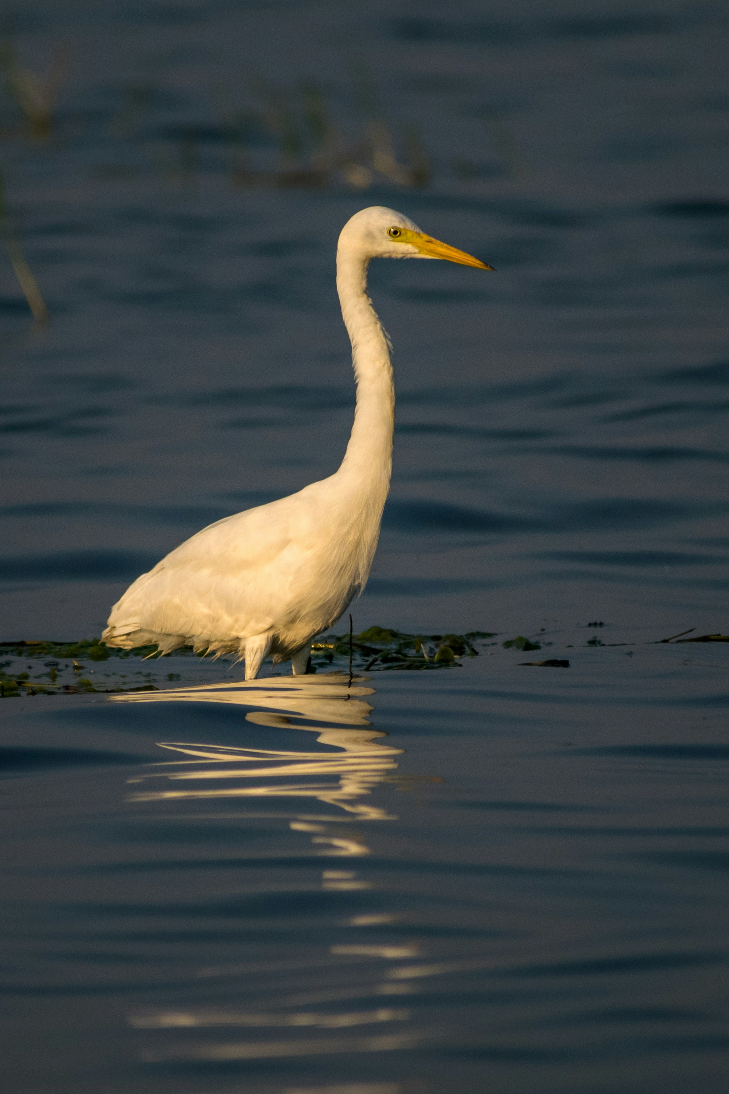 Photo by sonika_agarwal