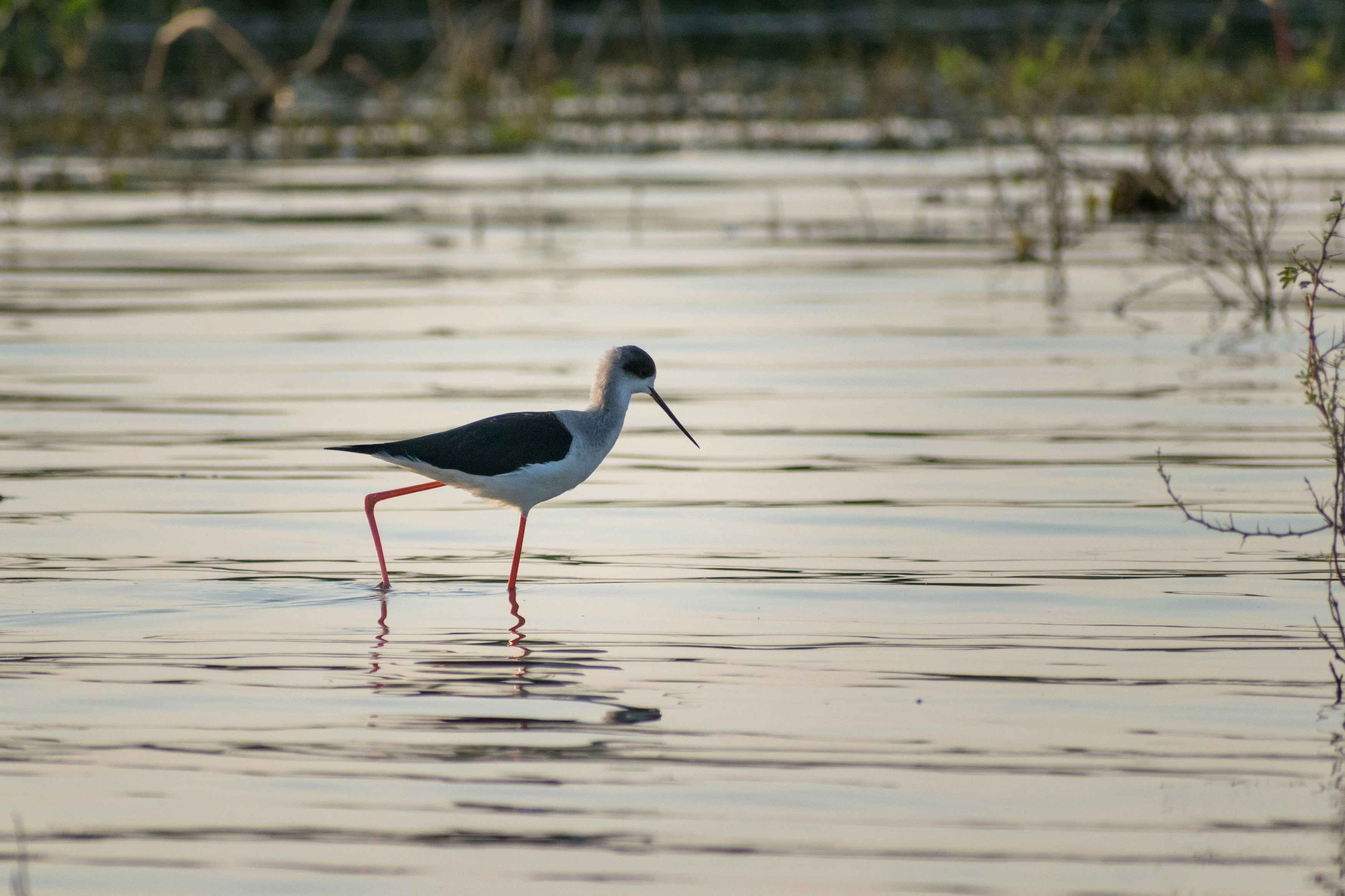 Photo by sonika_agarwal