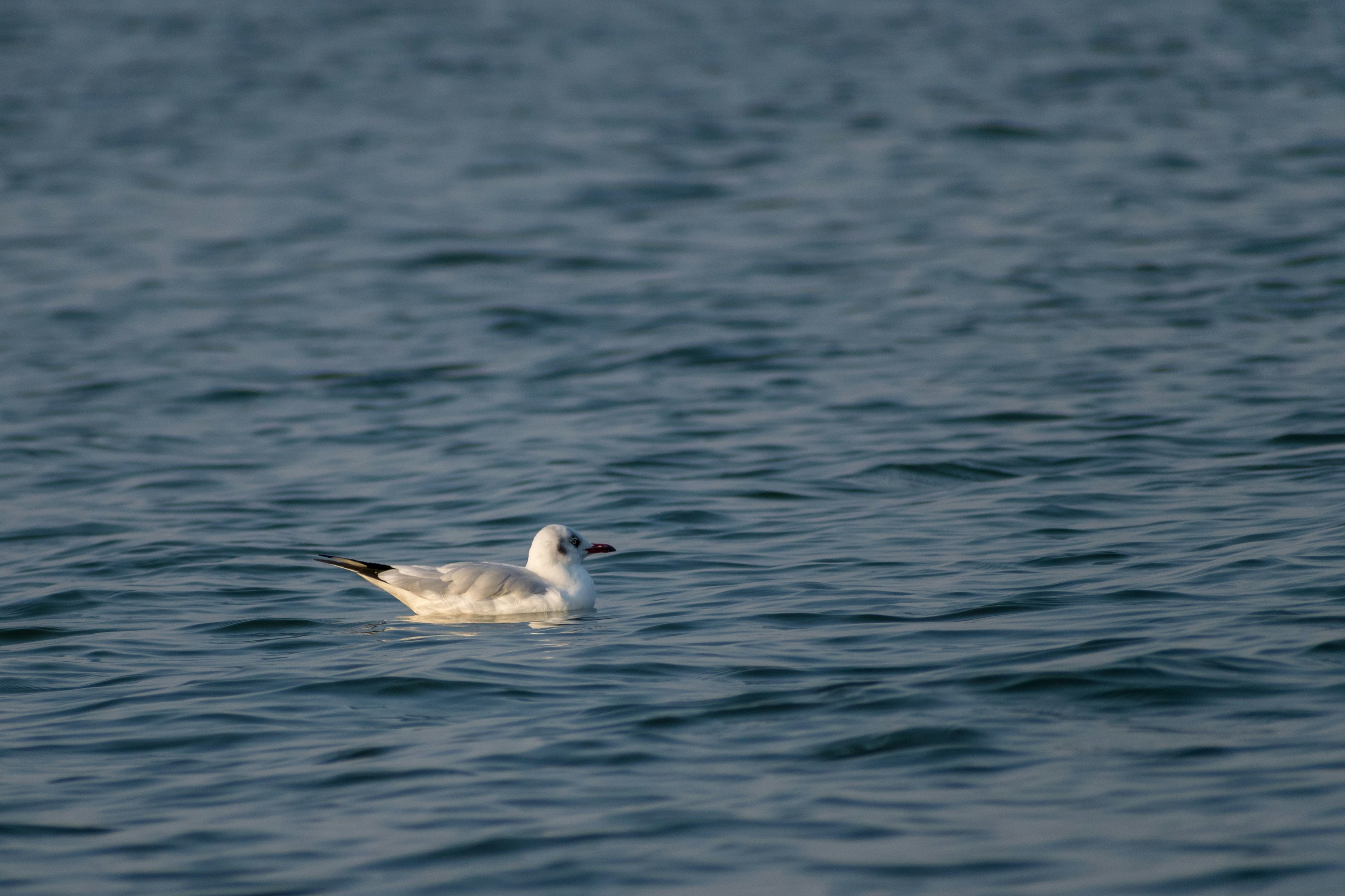 Photo by sonika_agarwal