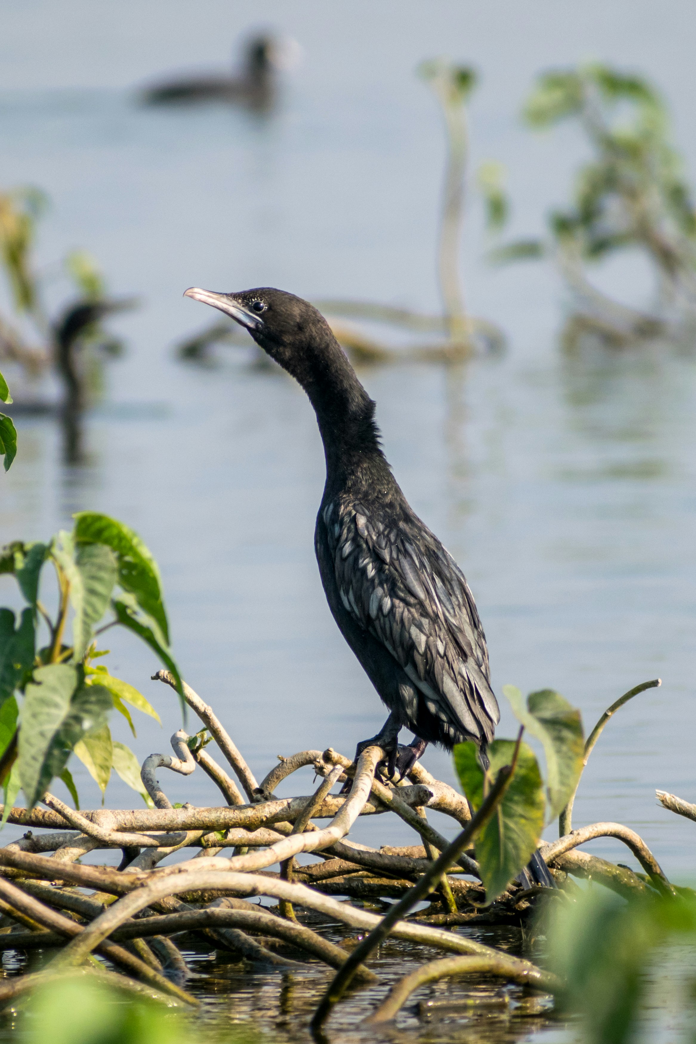 Photo by sonika_agarwal