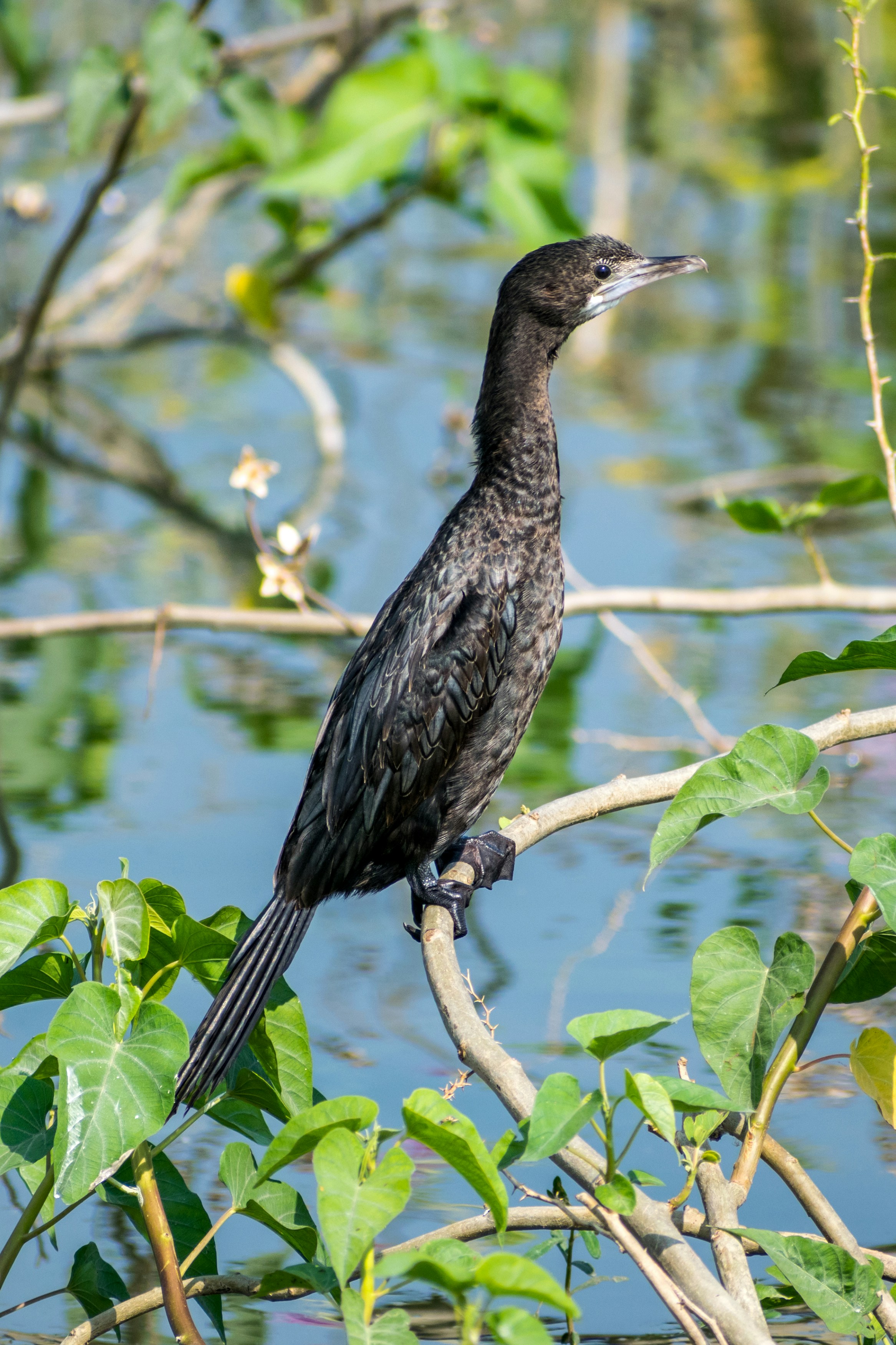 Photo by sonika_agarwal