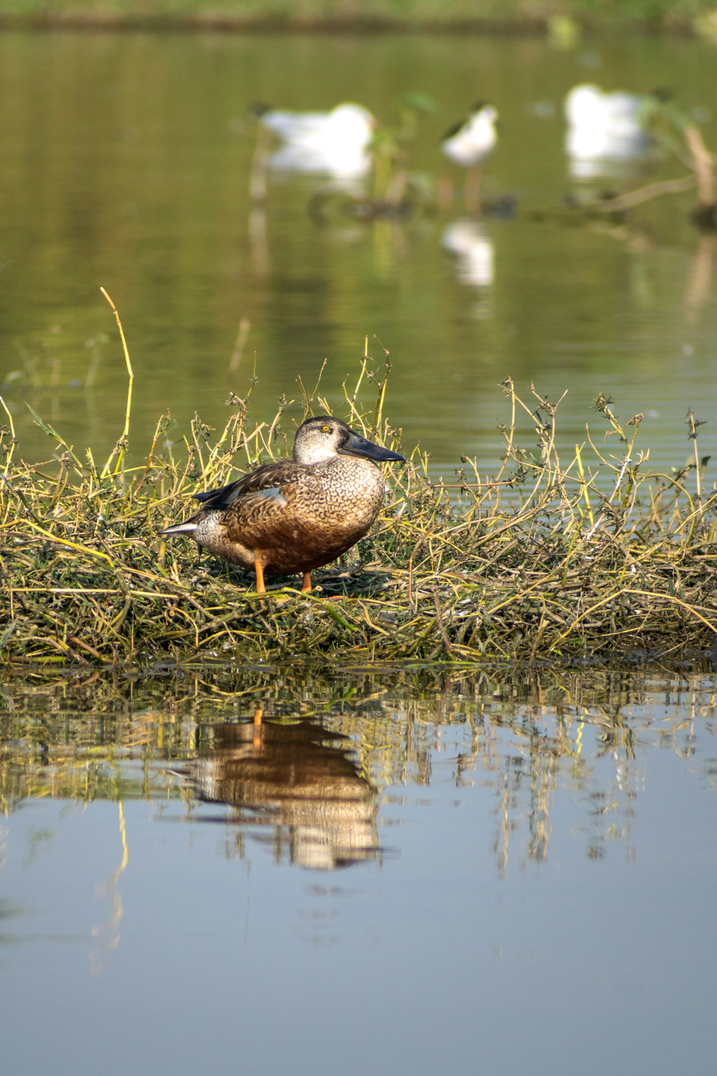 Photo by sonika_agarwal