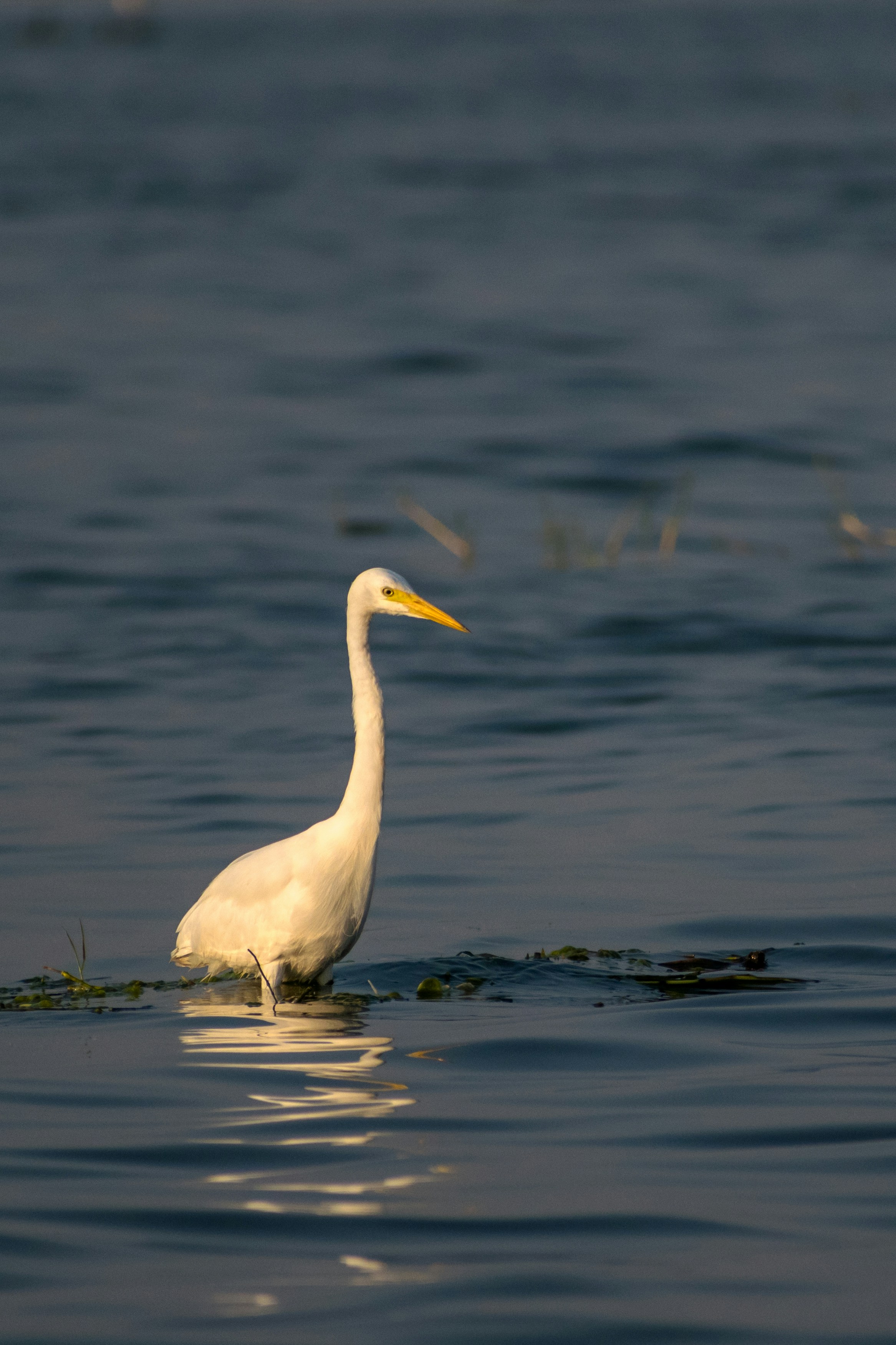 Photo by sonika_agarwal