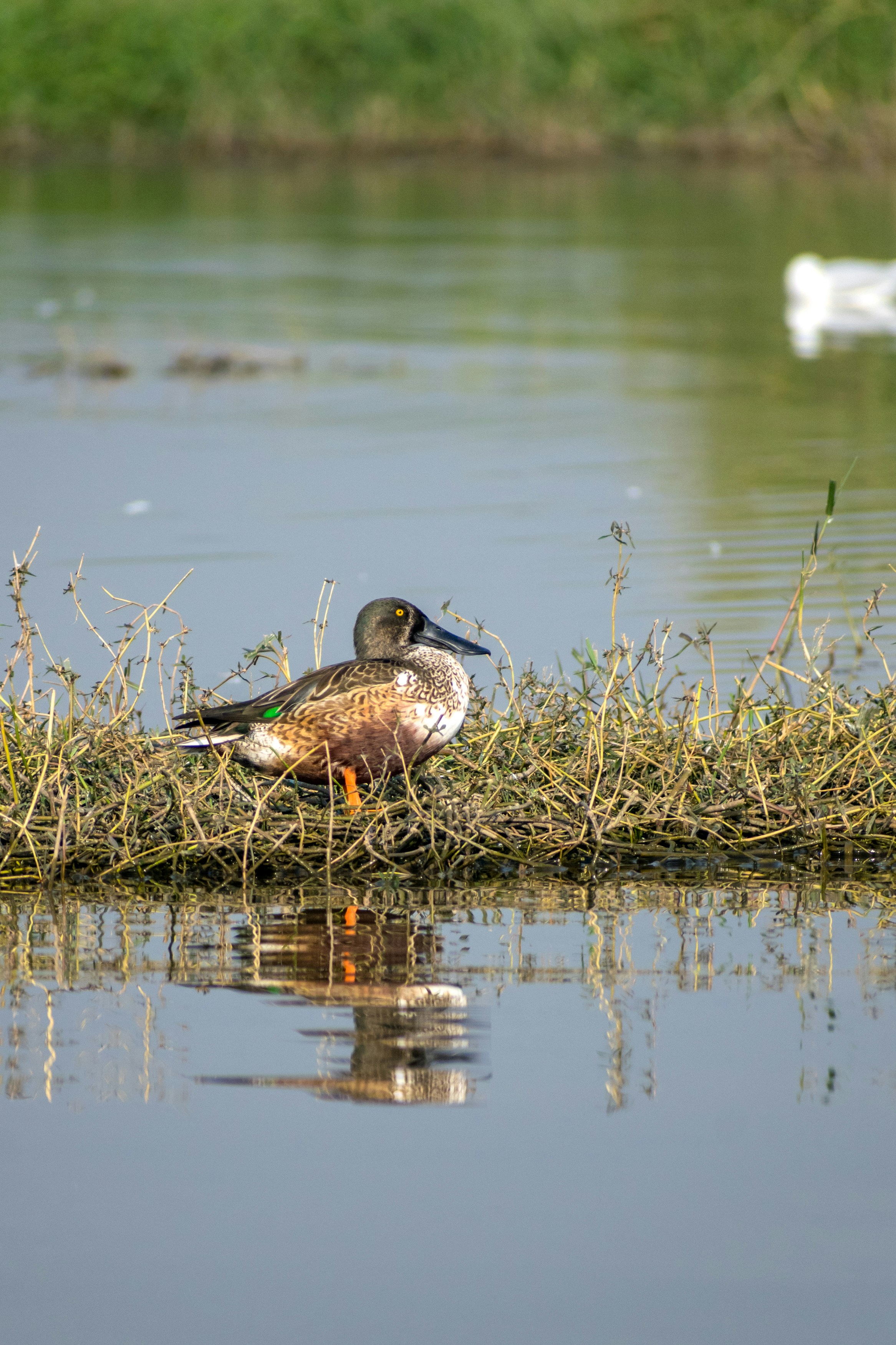 Photo by sonika_agarwal