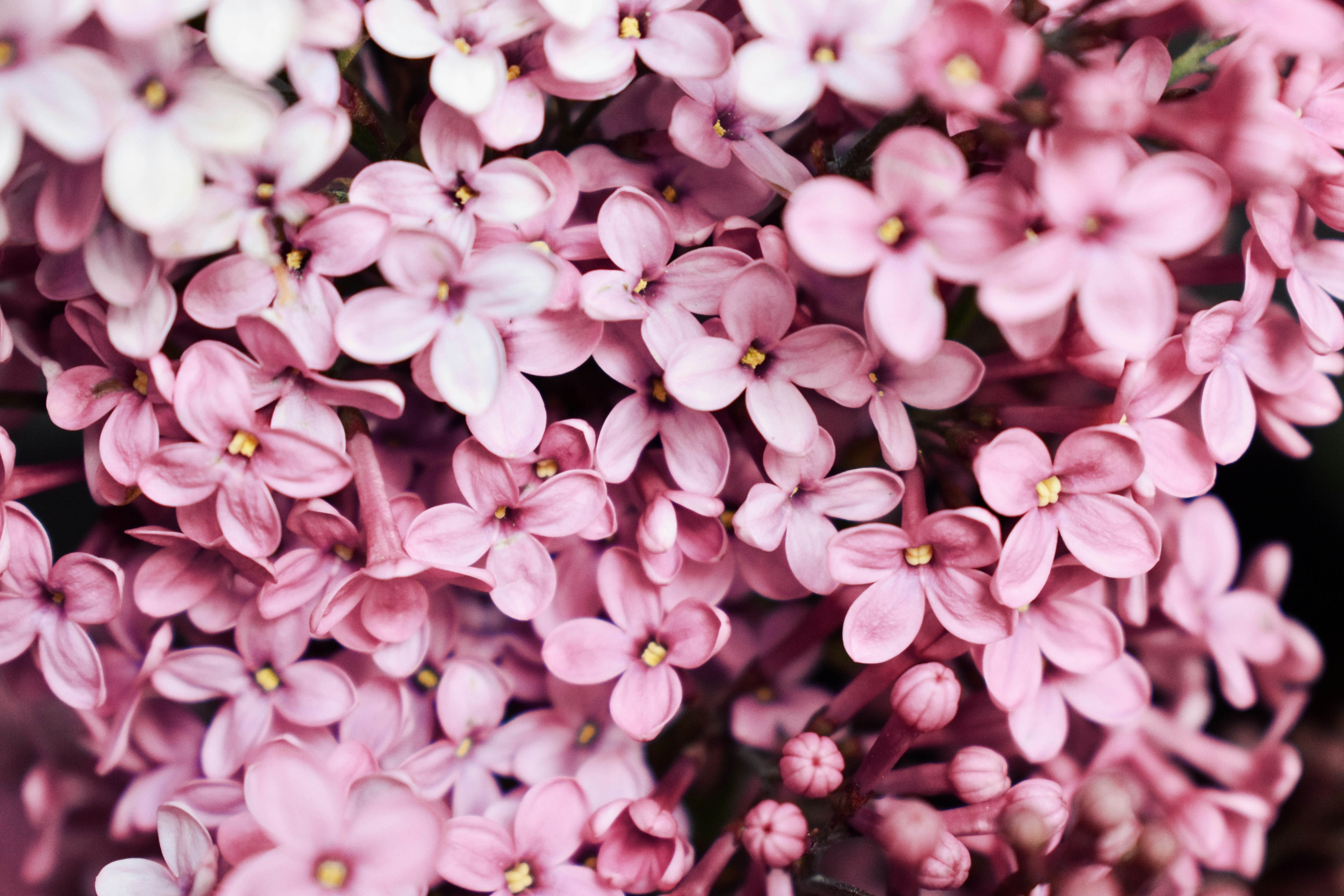 Photo by nisacokokumus