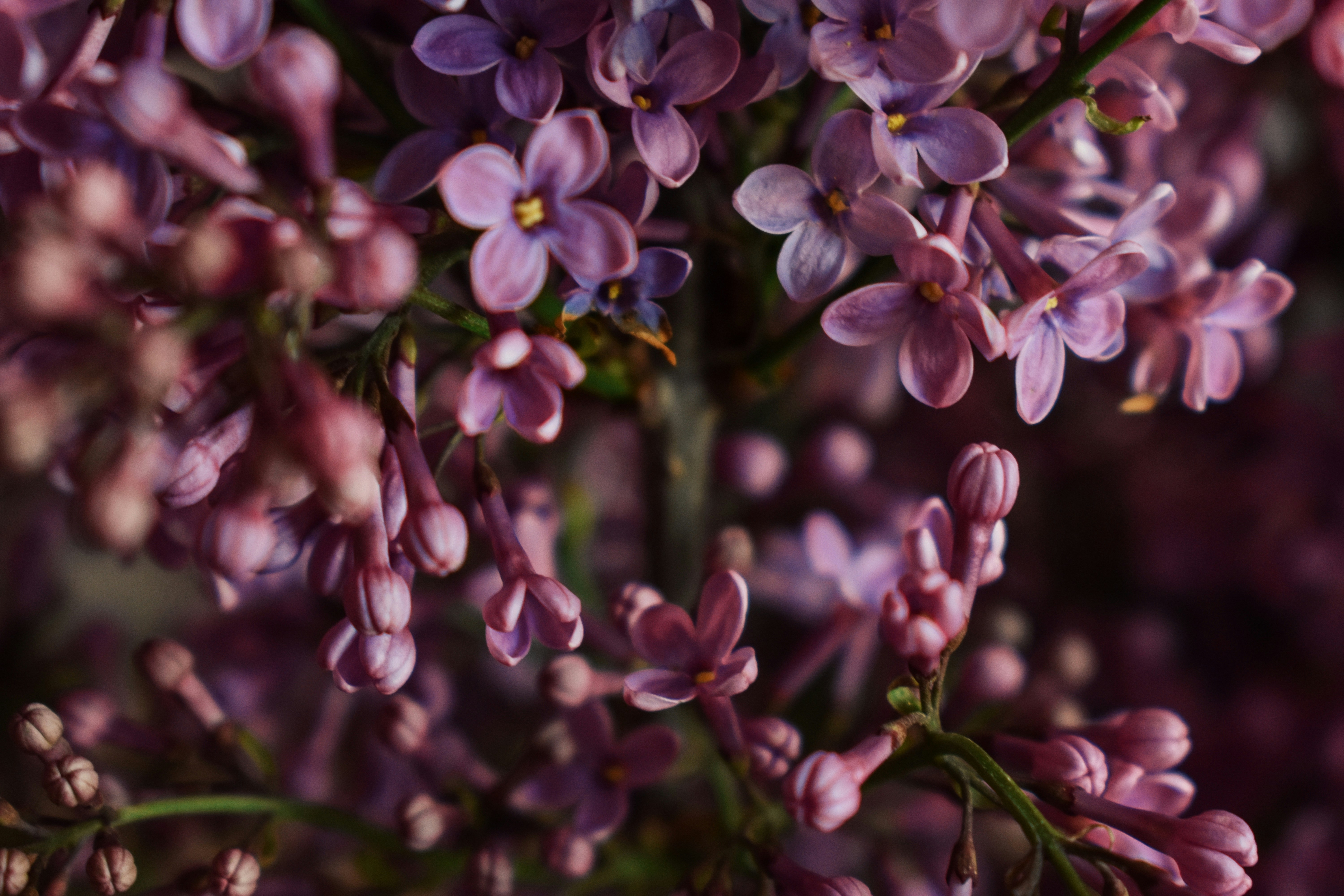 Photo by nisacokokumus