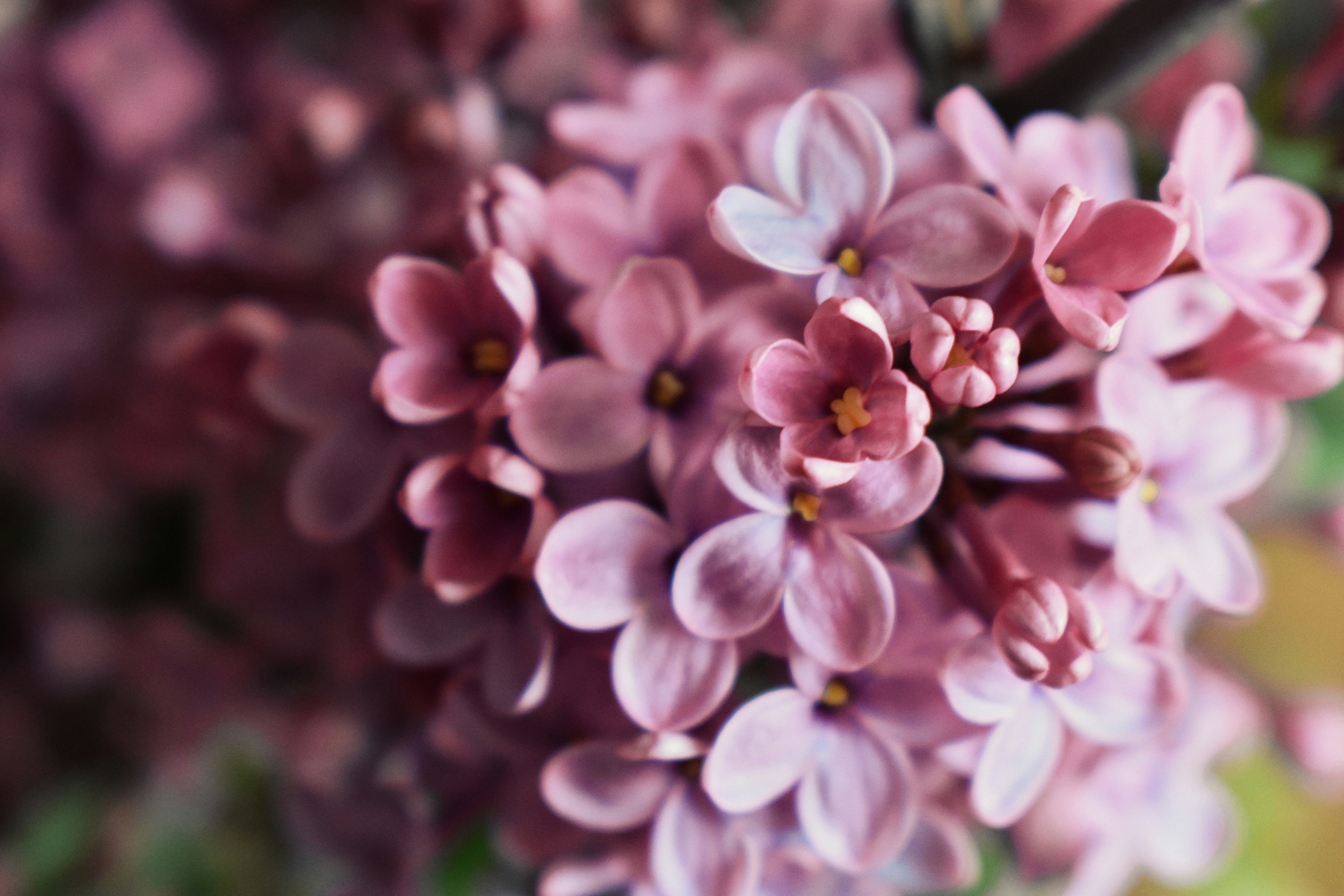 Photo by nisacokokumus