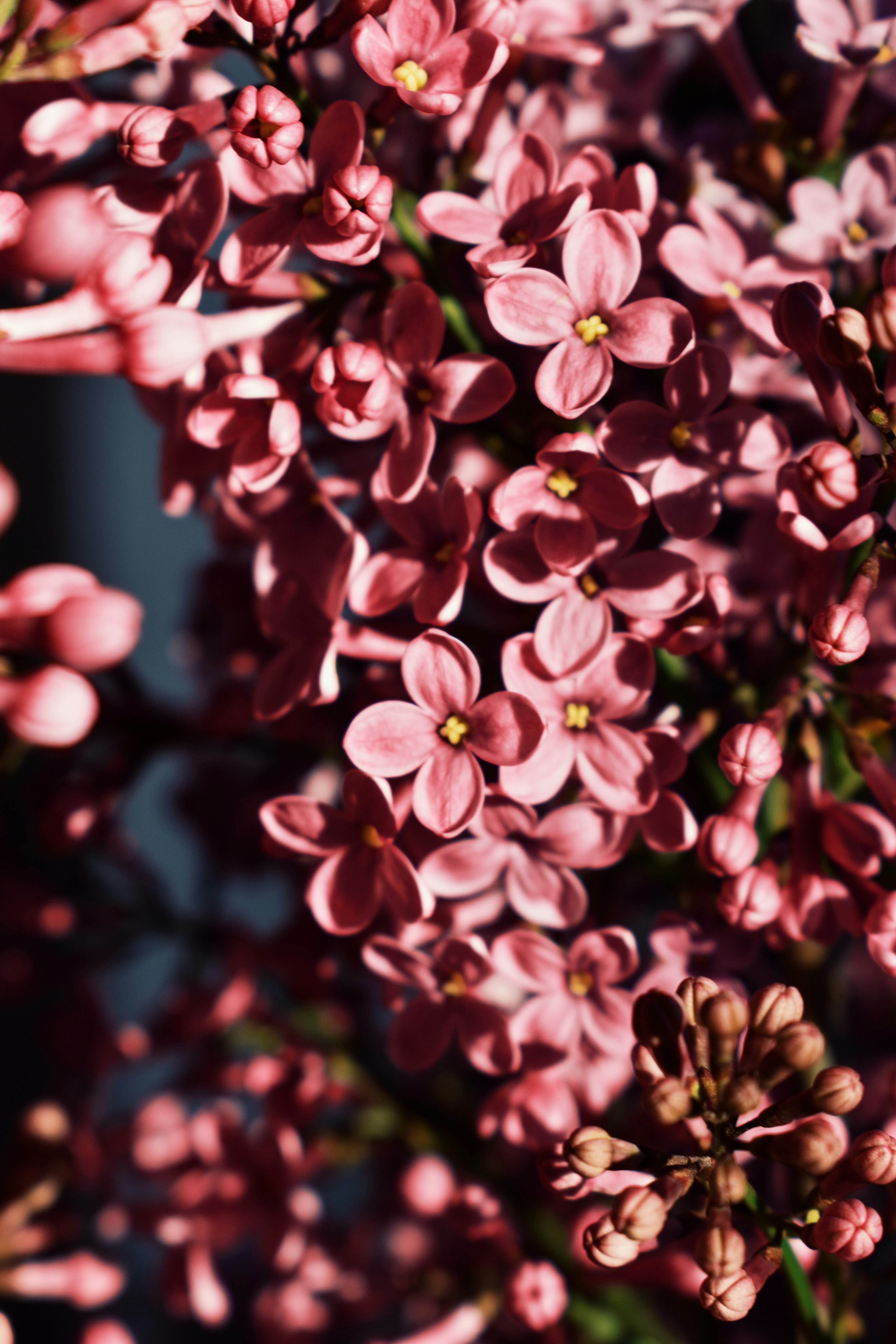 Photo by nisacokokumus