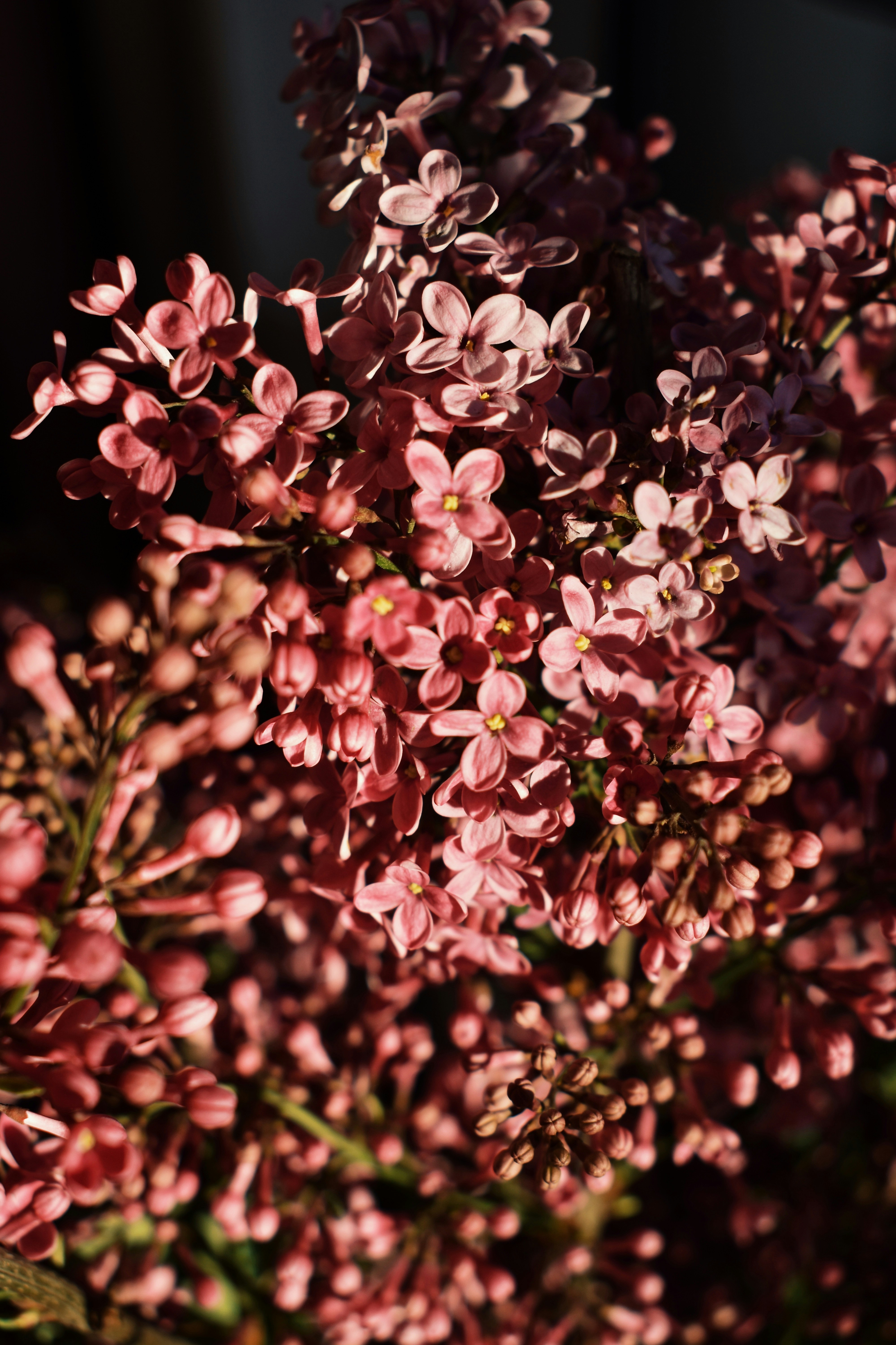 Photo by nisacokokumus