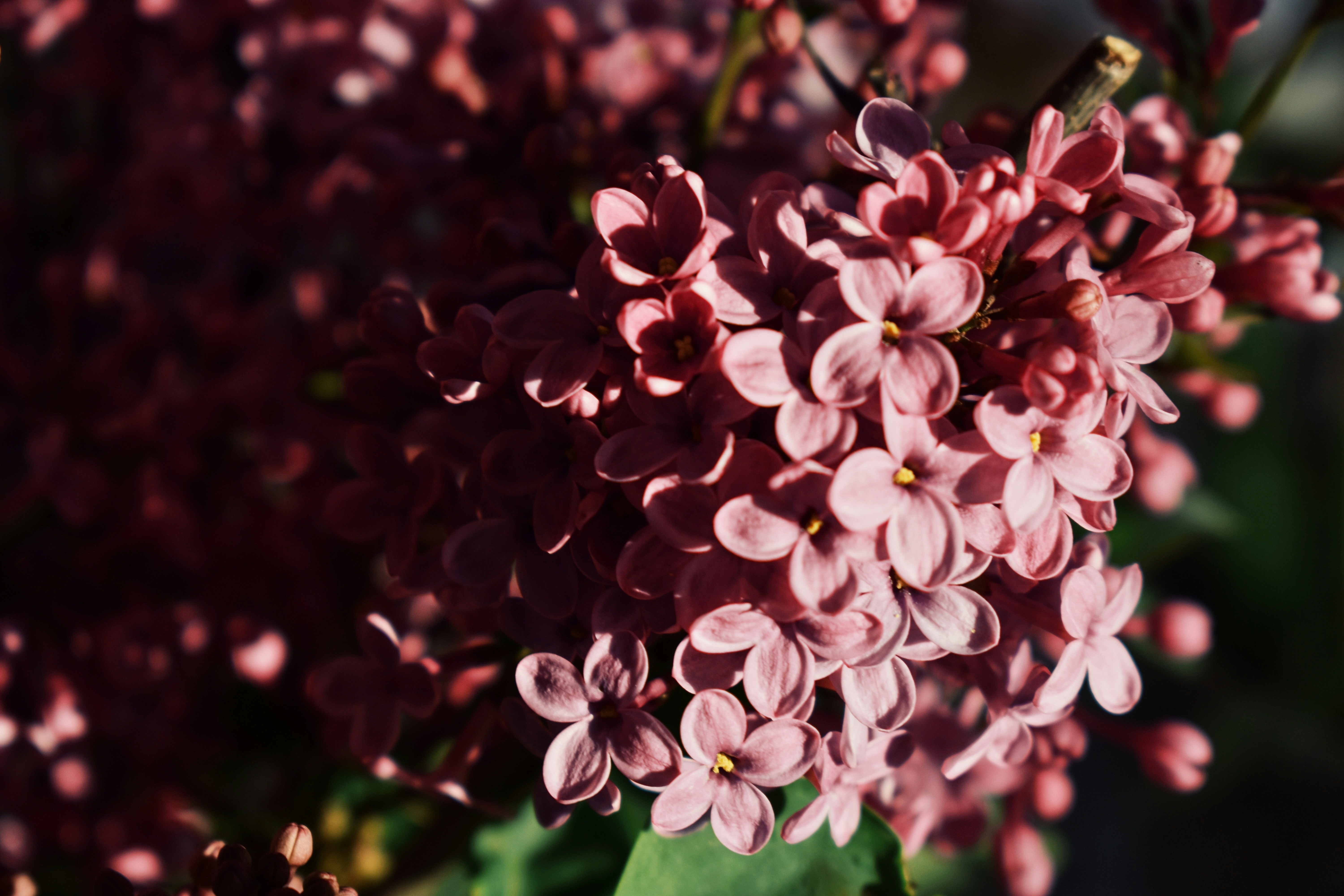 Photo by nisacokokumus