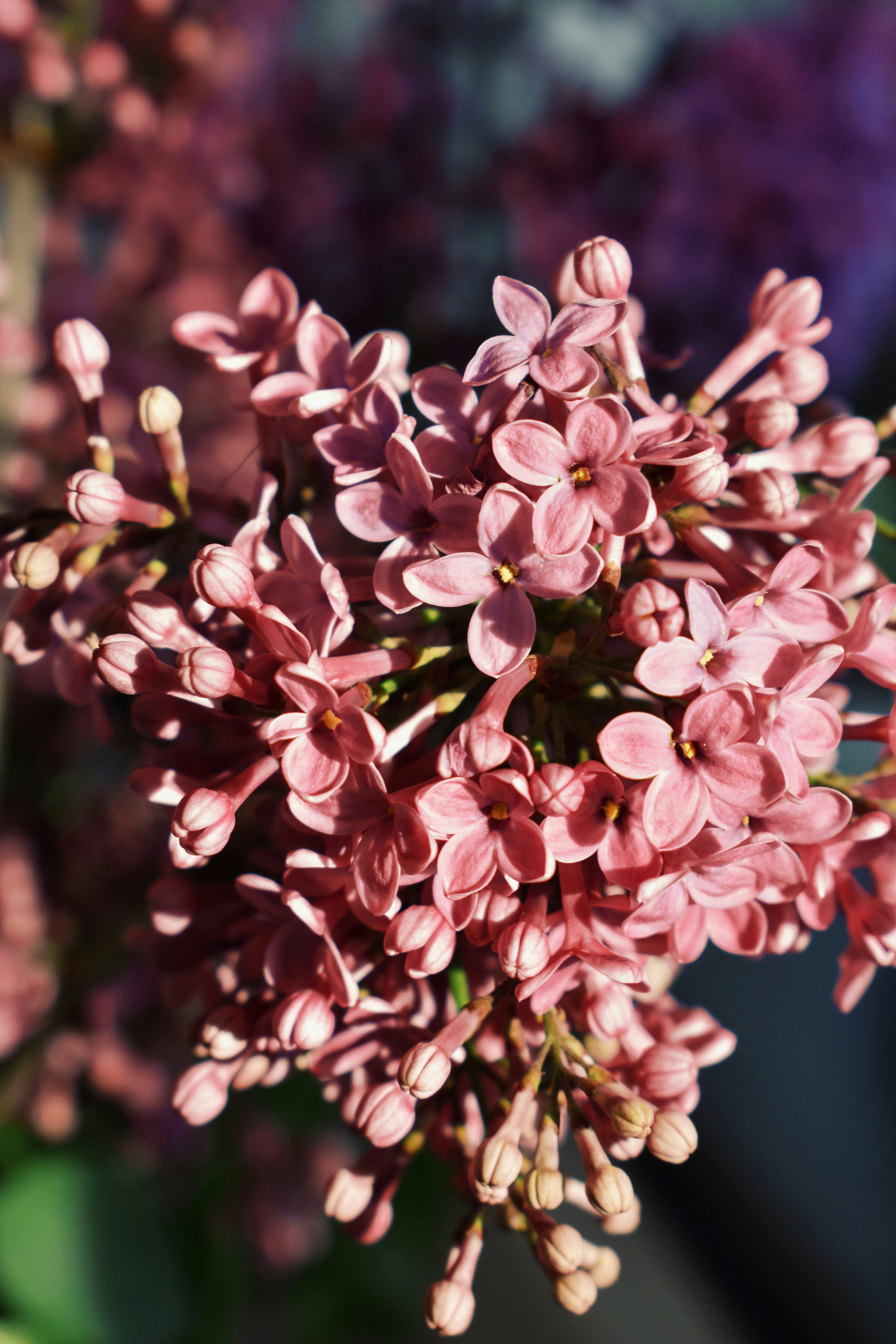 Photo by nisacokokumus