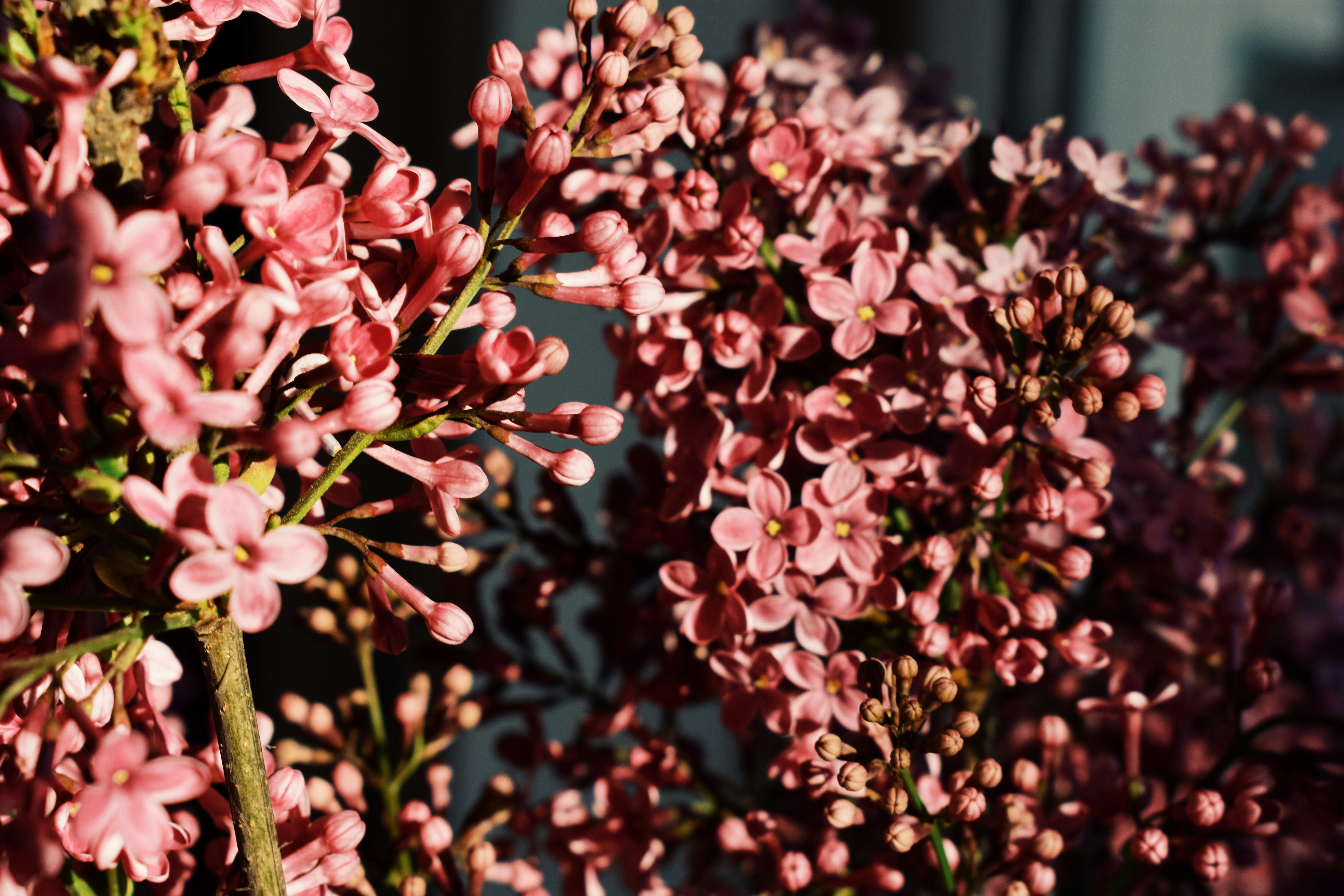 Photo by nisacokokumus