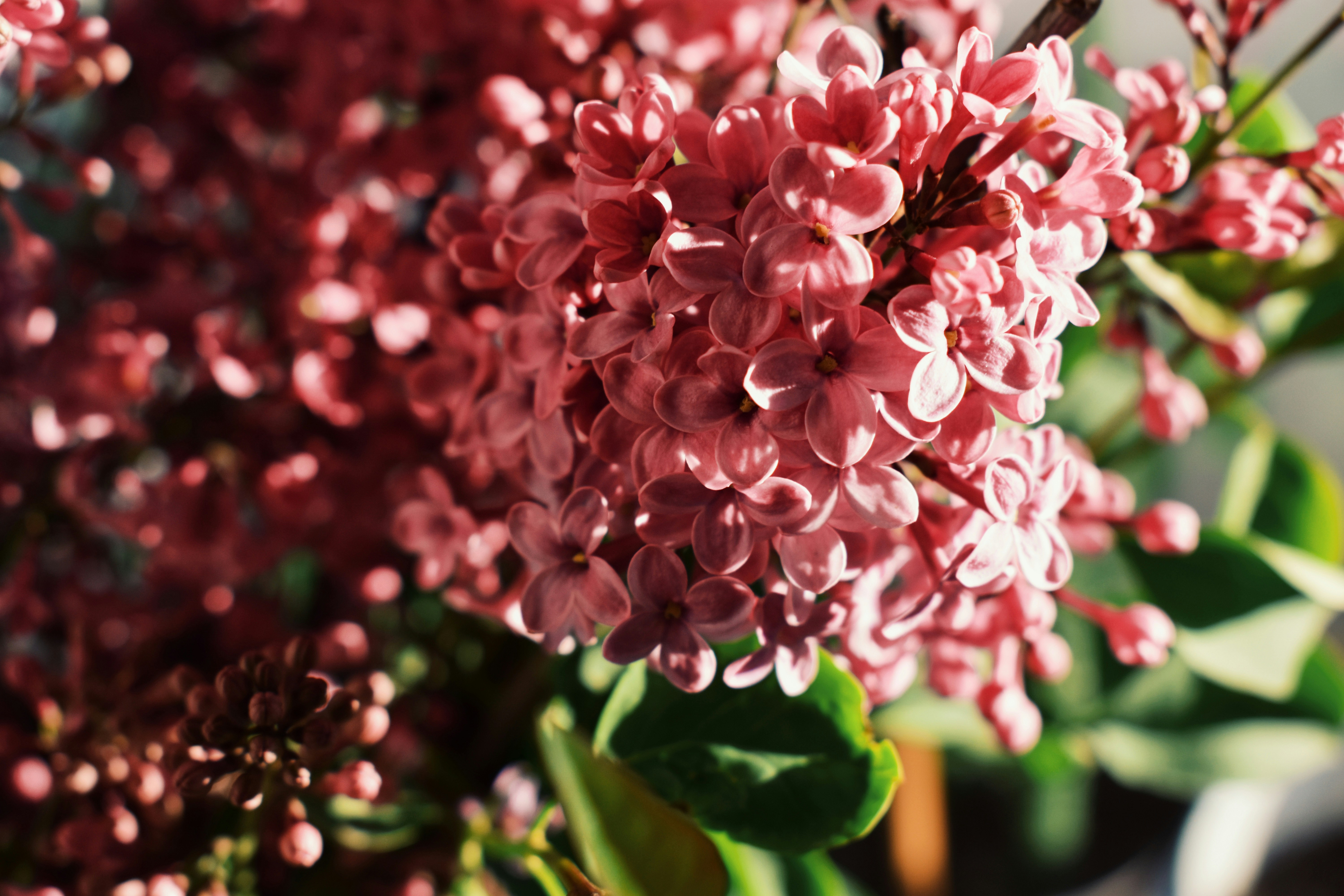 Photo by nisacokokumus