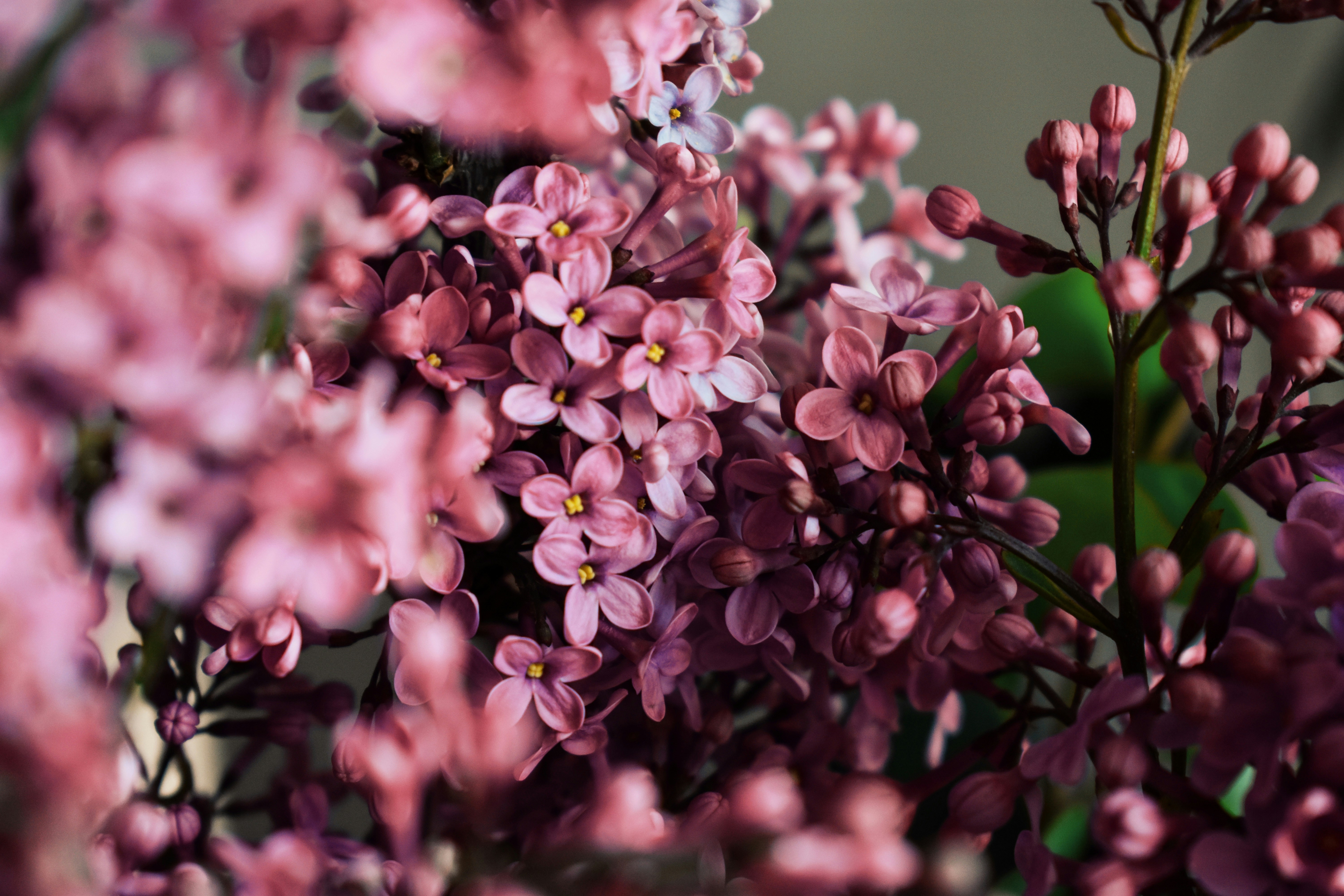 Photo by nisacokokumus