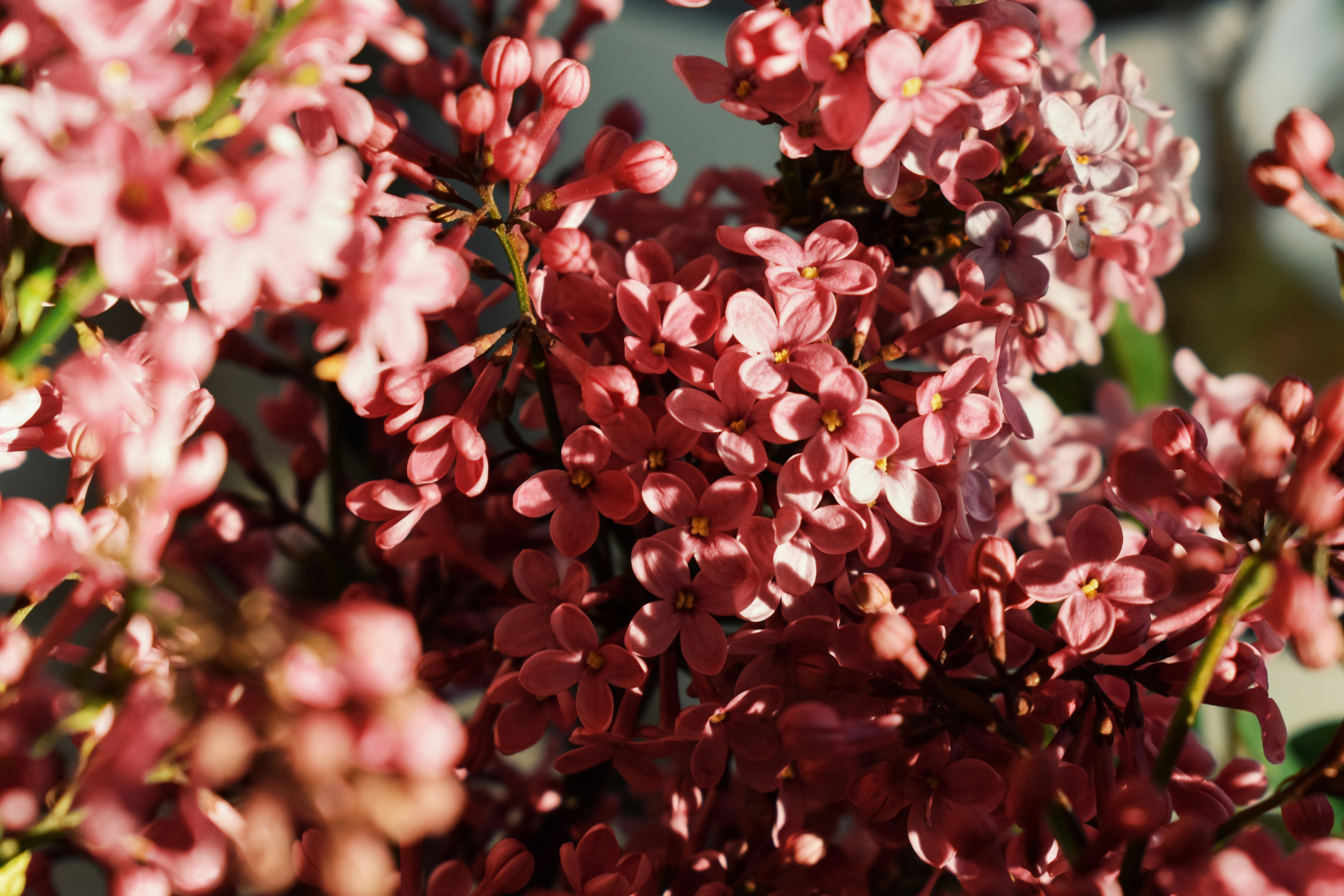 Photo by nisacokokumus