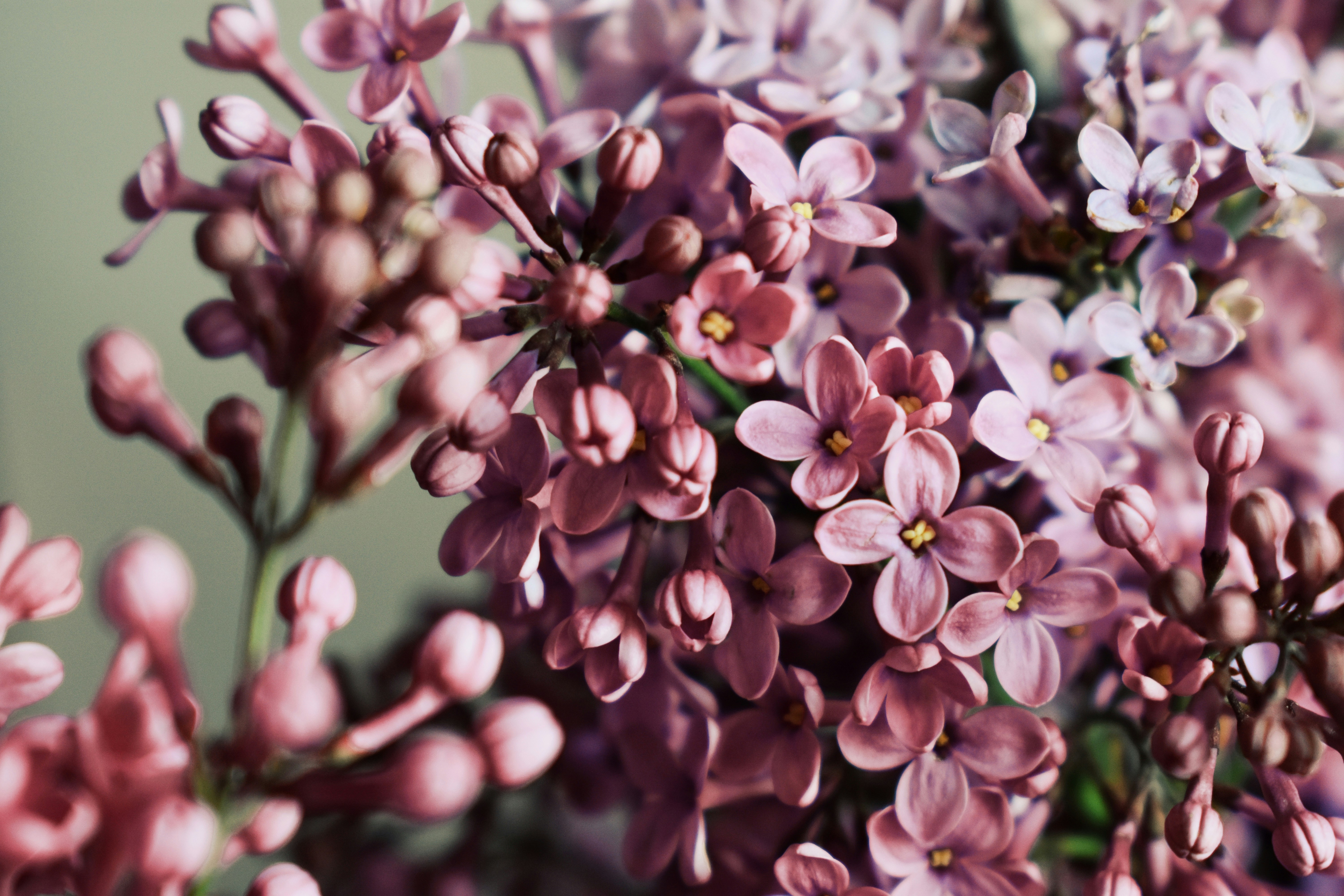 Photo by nisacokokumus