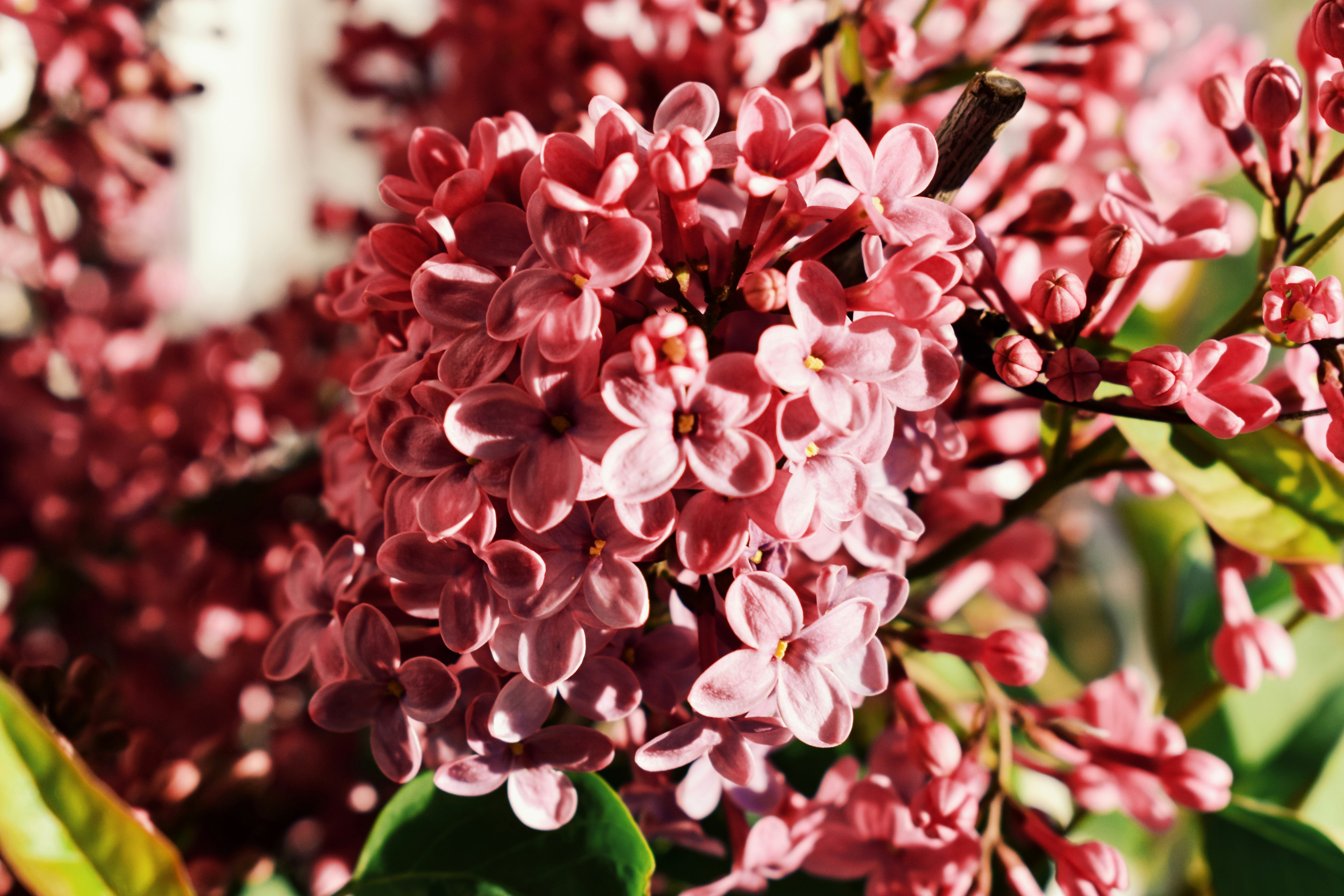 Photo by nisacokokumus