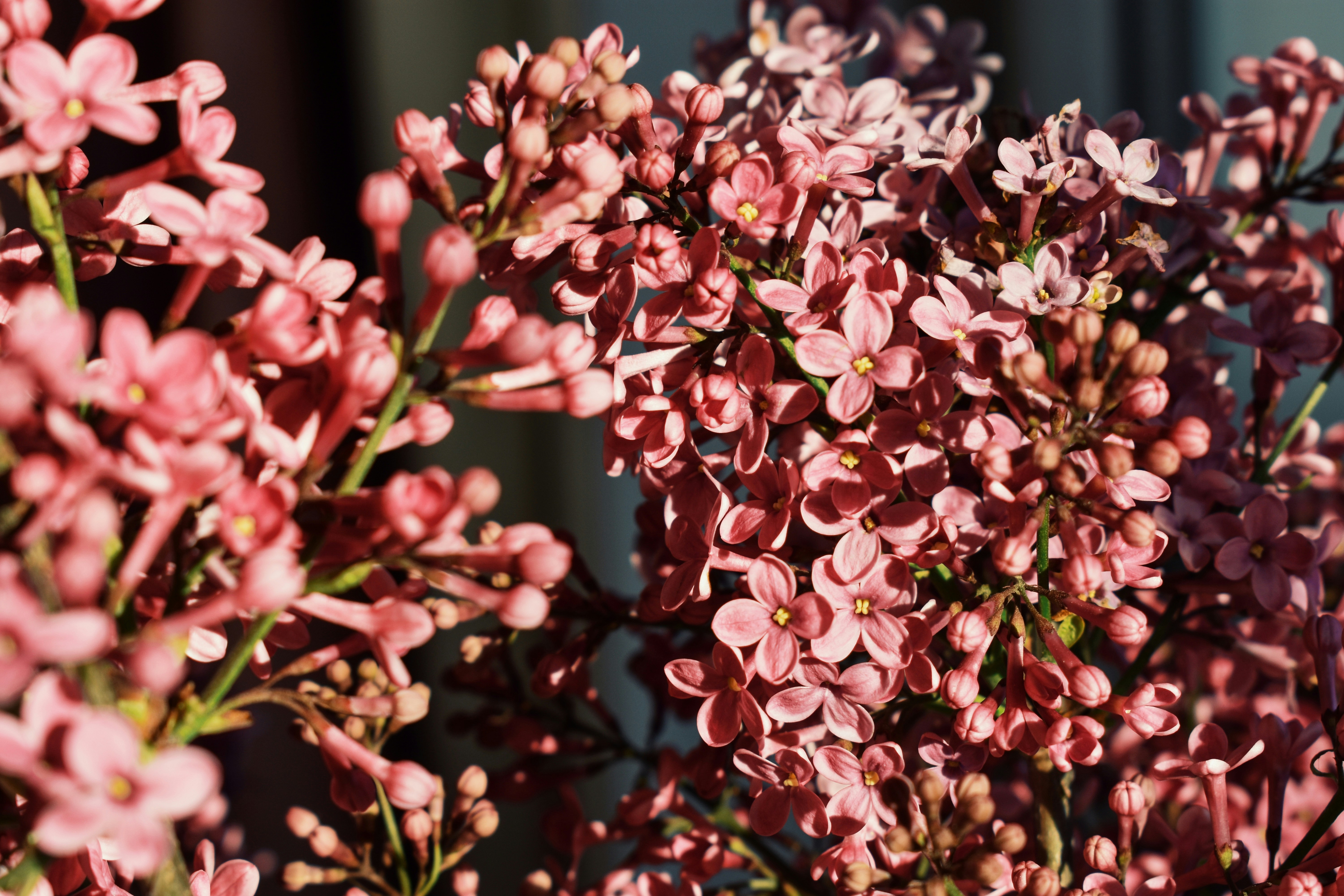 Photo by nisacokokumus