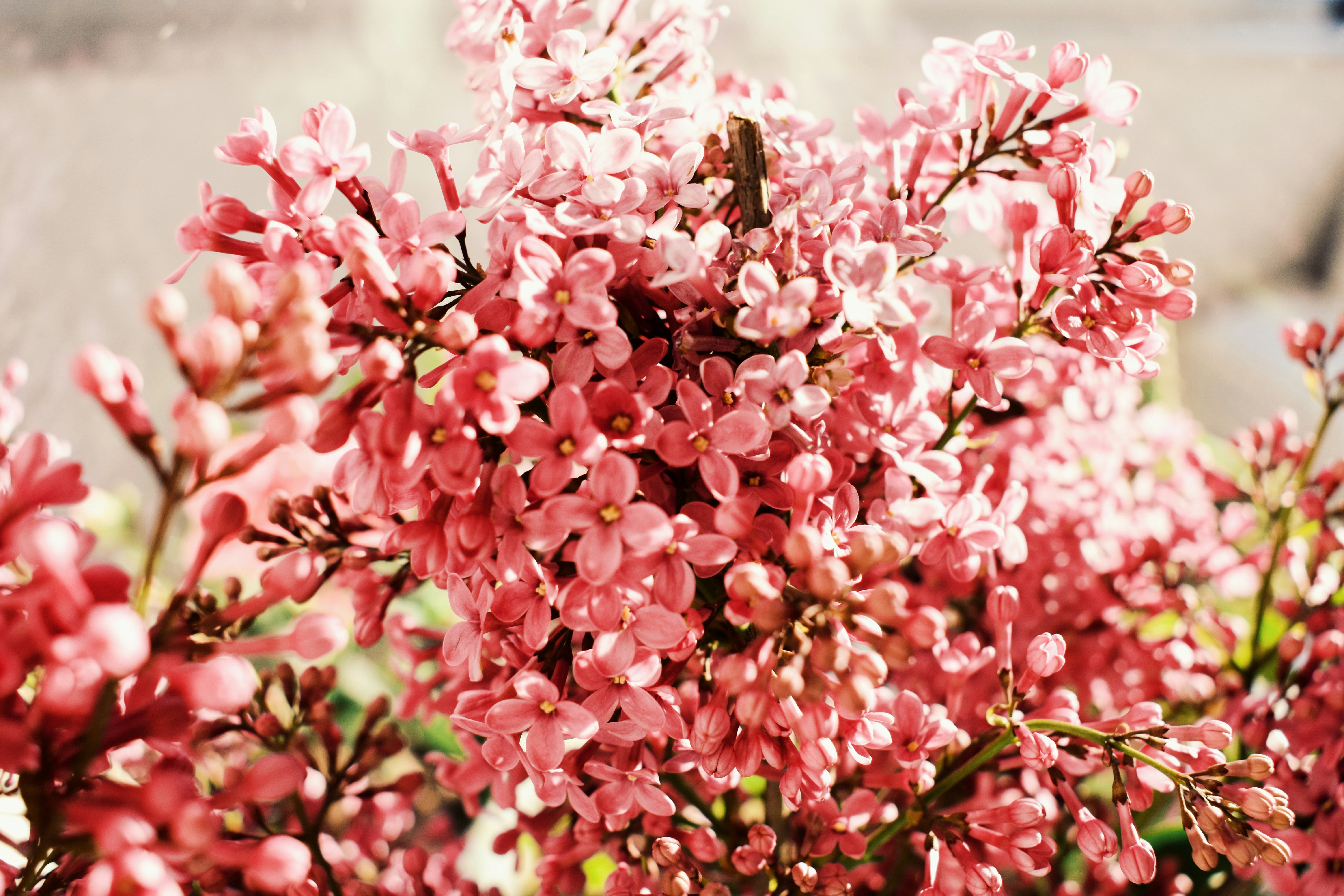 Photo by nisacokokumus