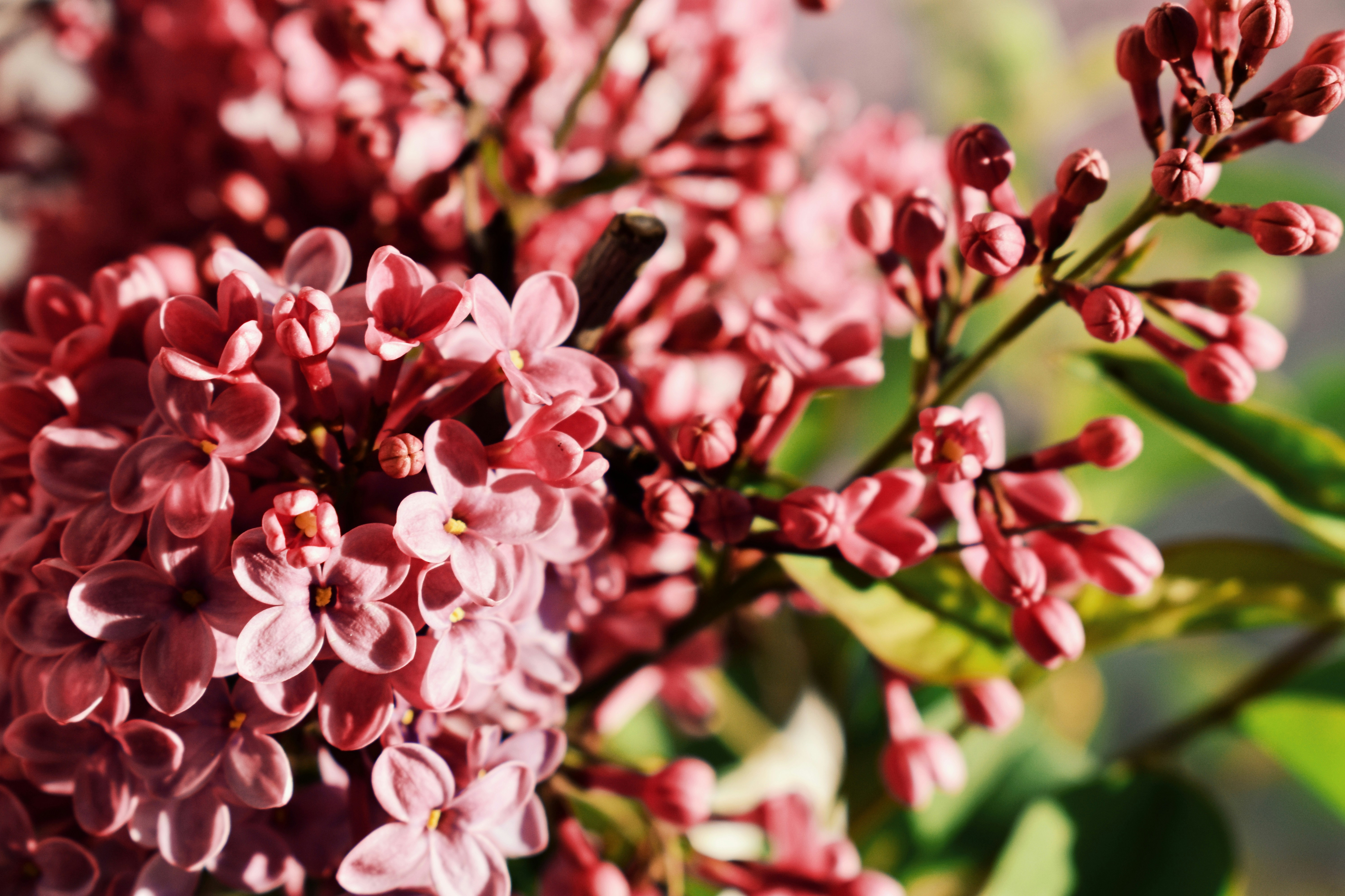 Photo by nisacokokumus