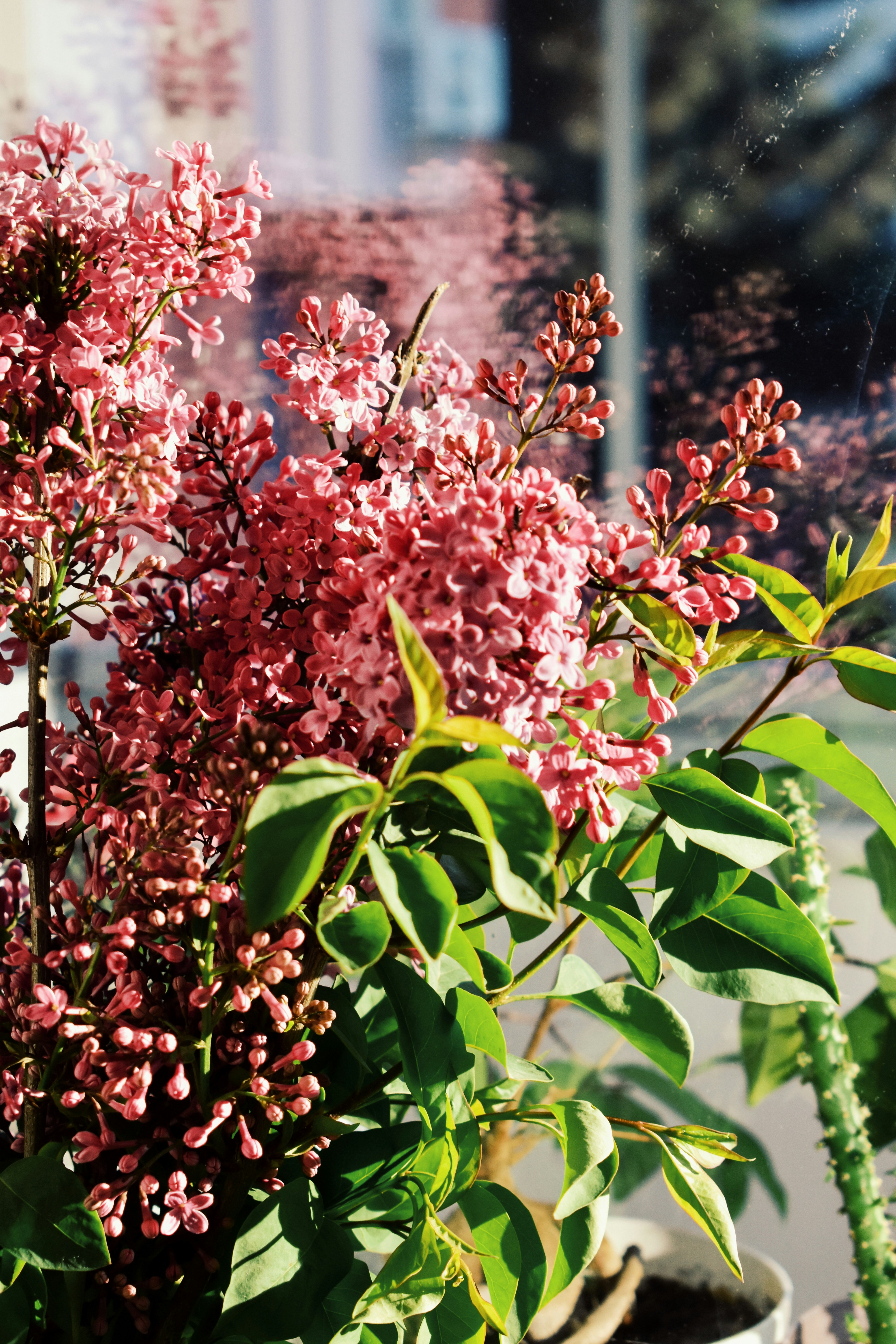 Photo by nisacokokumus