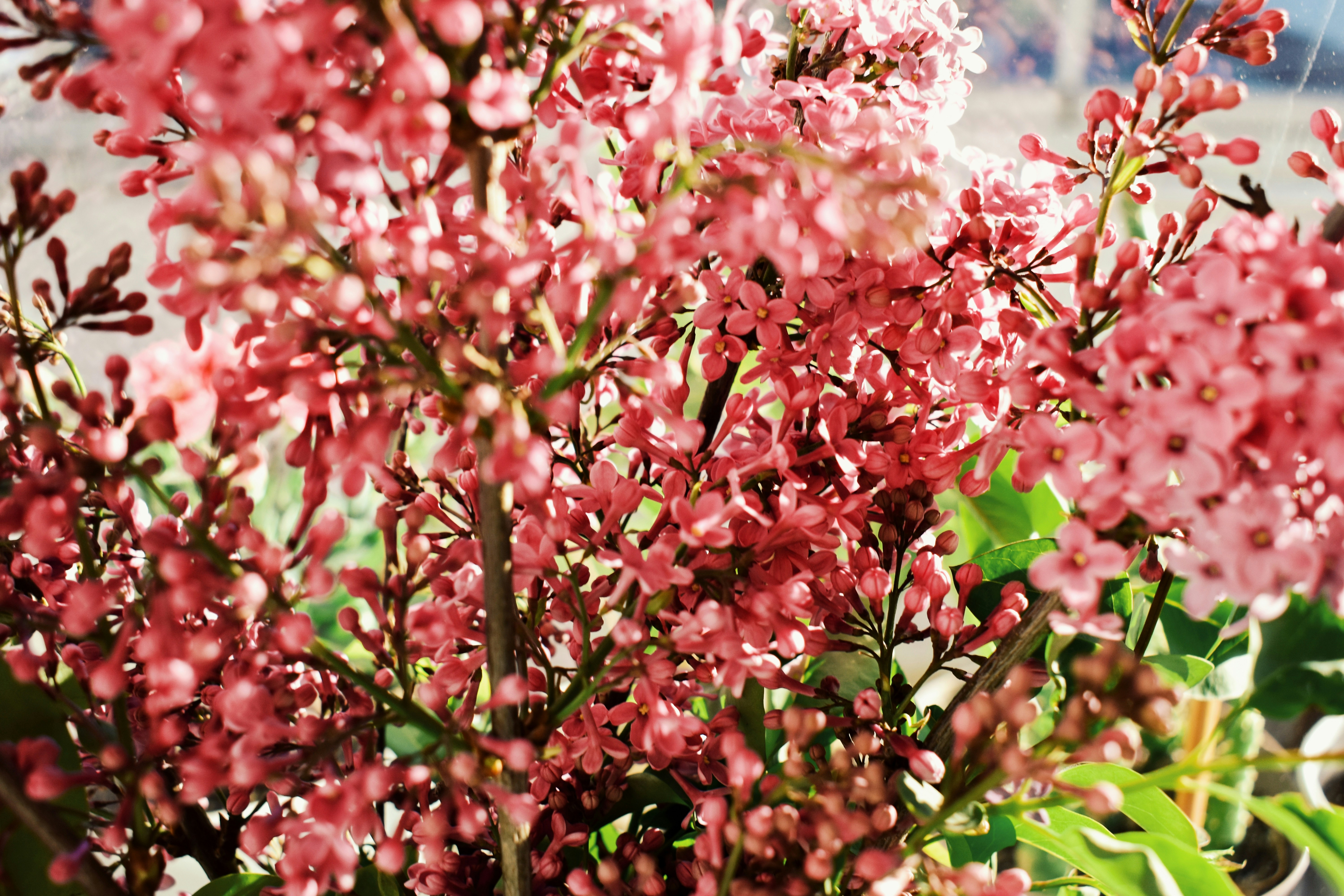 Photo by nisacokokumus