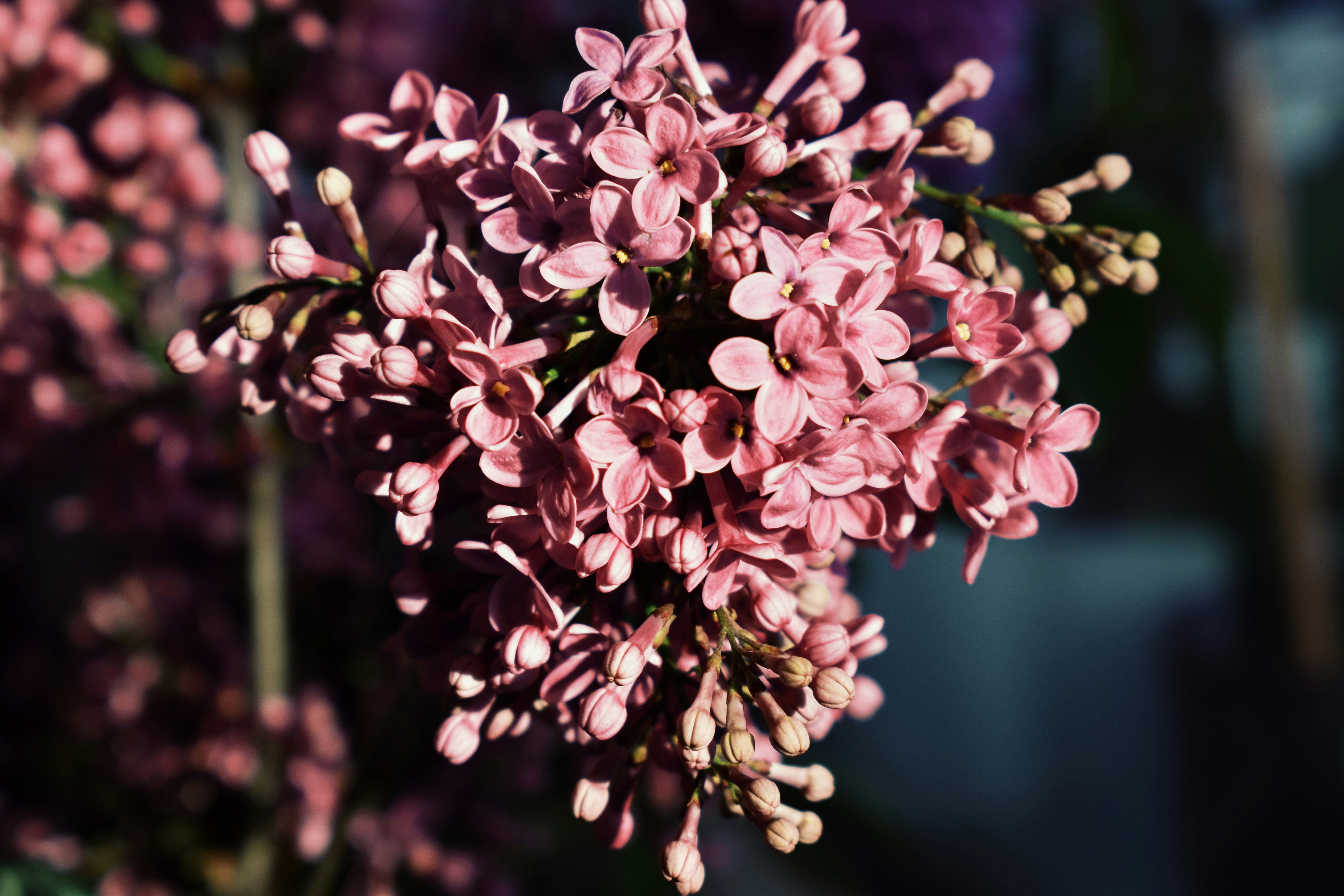 Photo by nisacokokumus