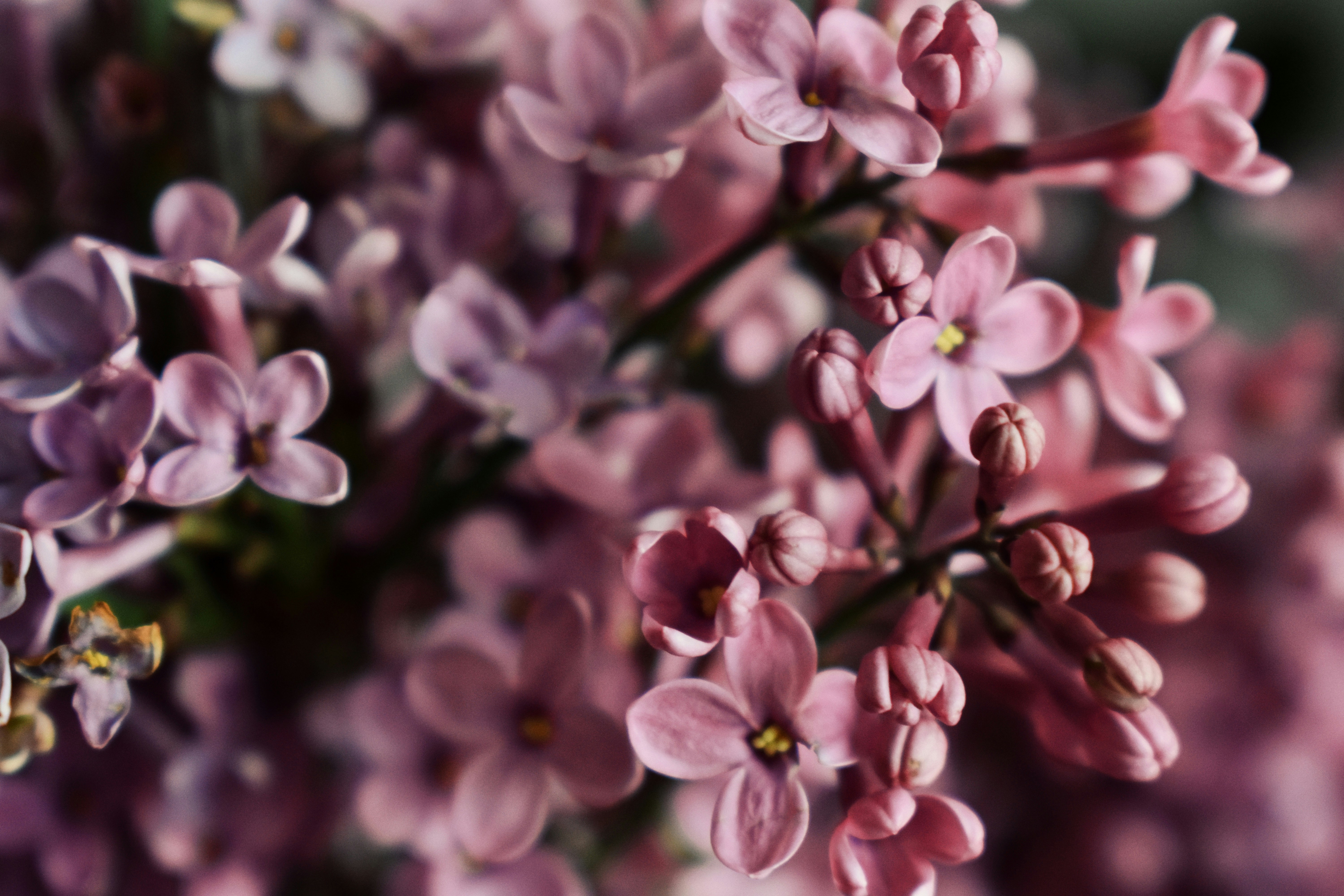 Photo by nisacokokumus