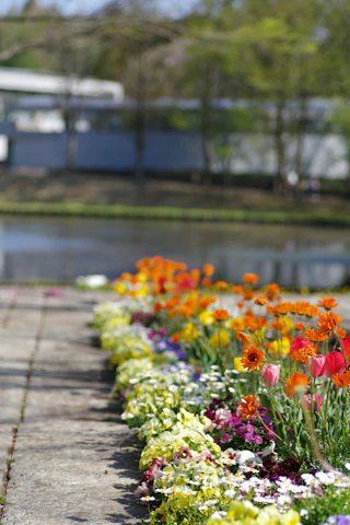 Colorful flowers line a path near water.