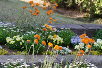Vibrant orange flowers bloom in a colorful garden