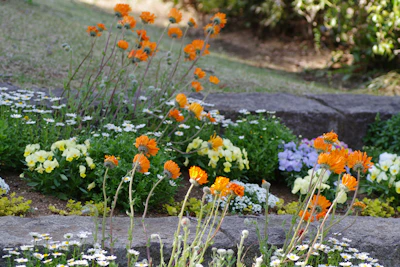 Vibrant orange flowers bloom in a colorful garden