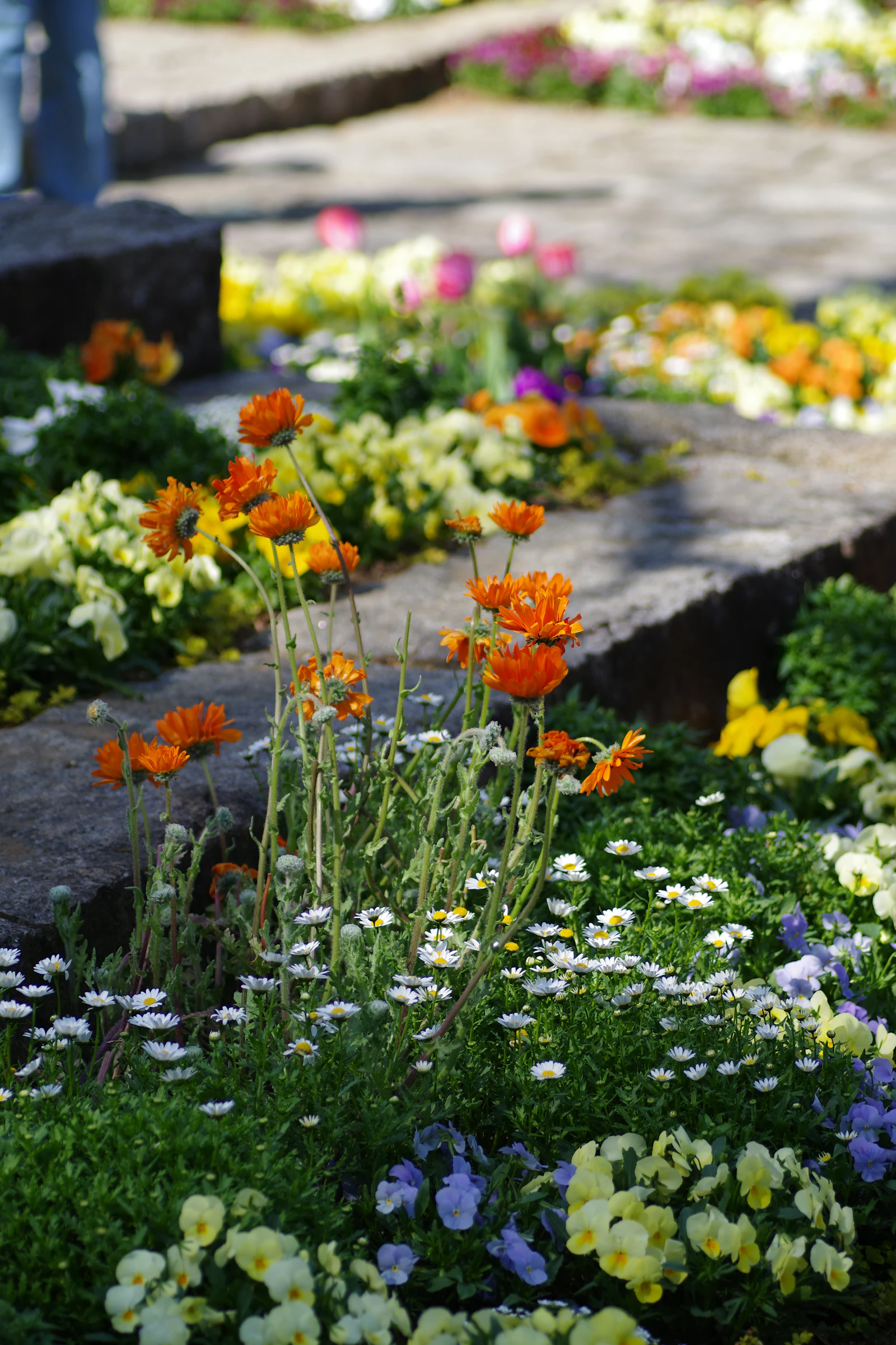 Flowering planting beside stone garden steps