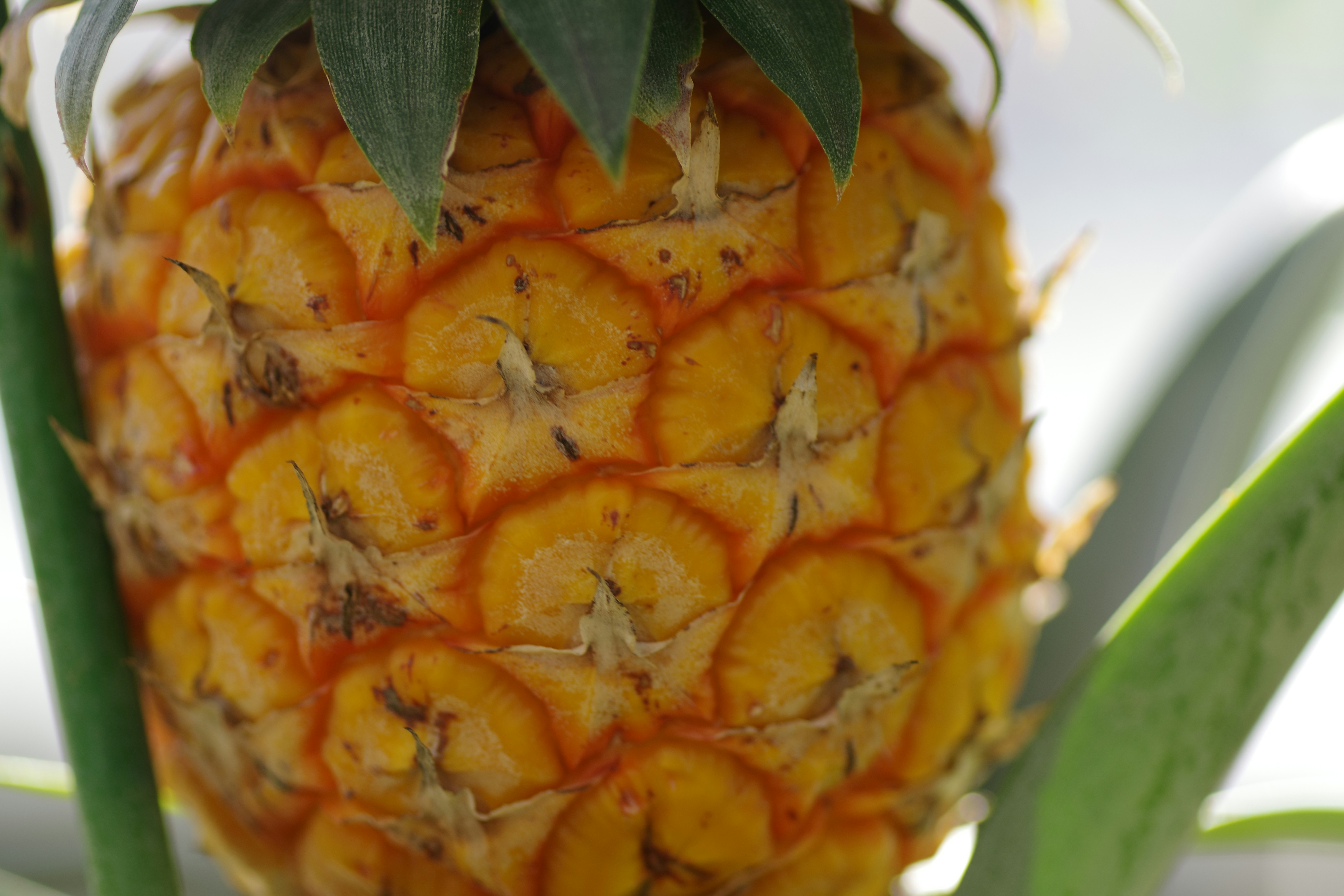Here is a possible caption: a ripe pineapple is ready for consumption.